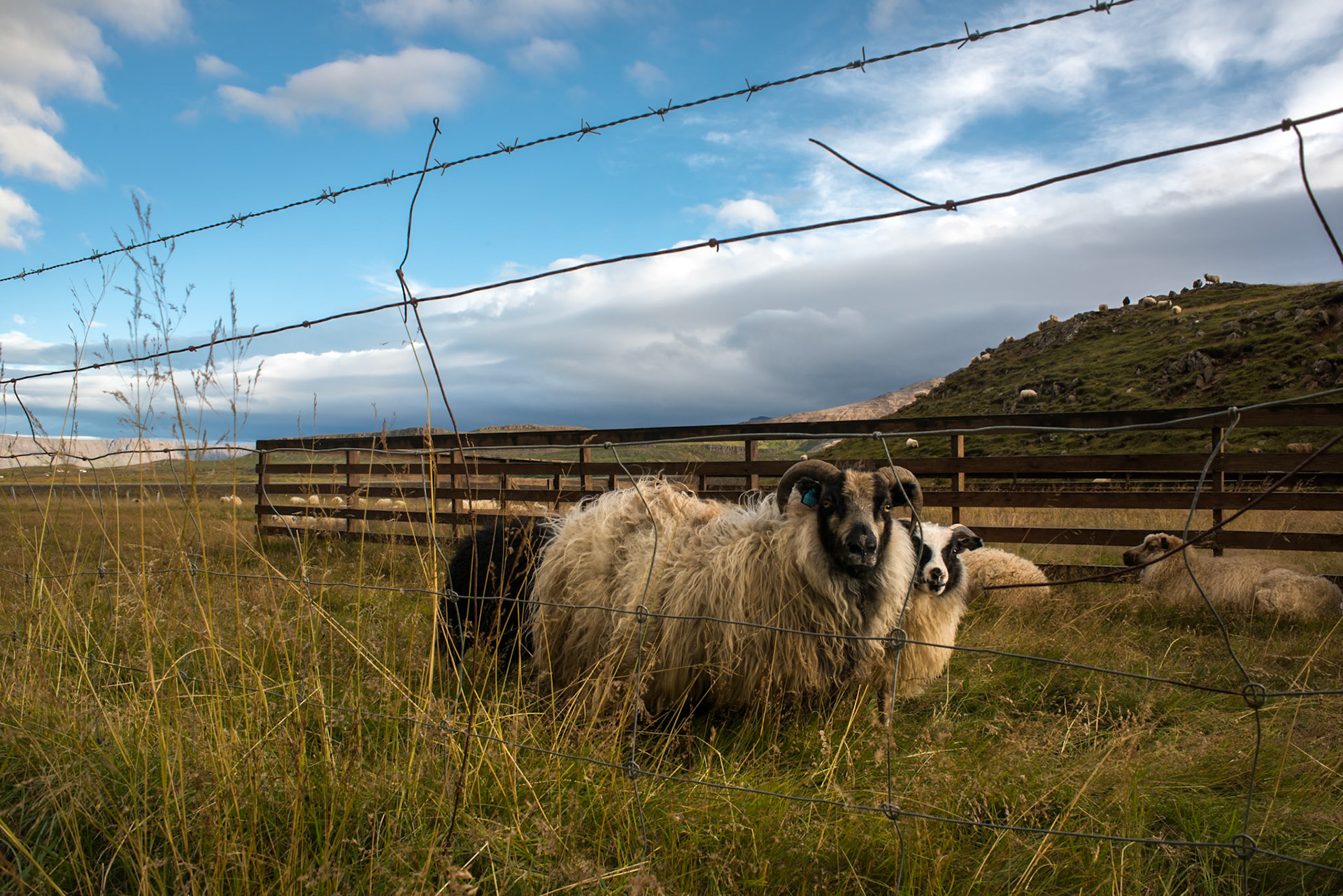 ©SVANA  After spending the whole summer in the wild, the sheep are collected by the farmers. The farmers in Stykkishólmur keep their sheep in Arnarhóll overnight and the day after each one finds his sheep and brings them home. What happen after that is another story.Location: Stykkishólmur, West Iceland