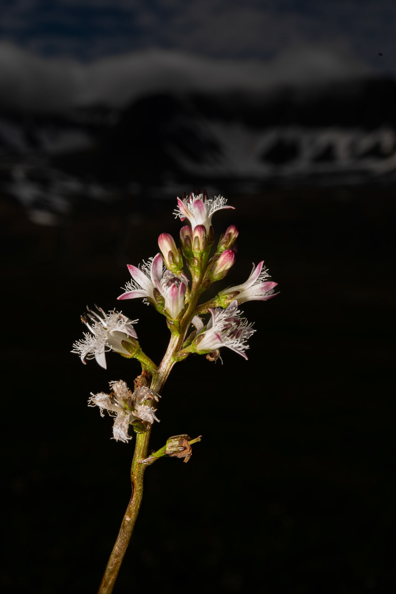 Bogbean (Menyanthes trifoliata) horblaðka.