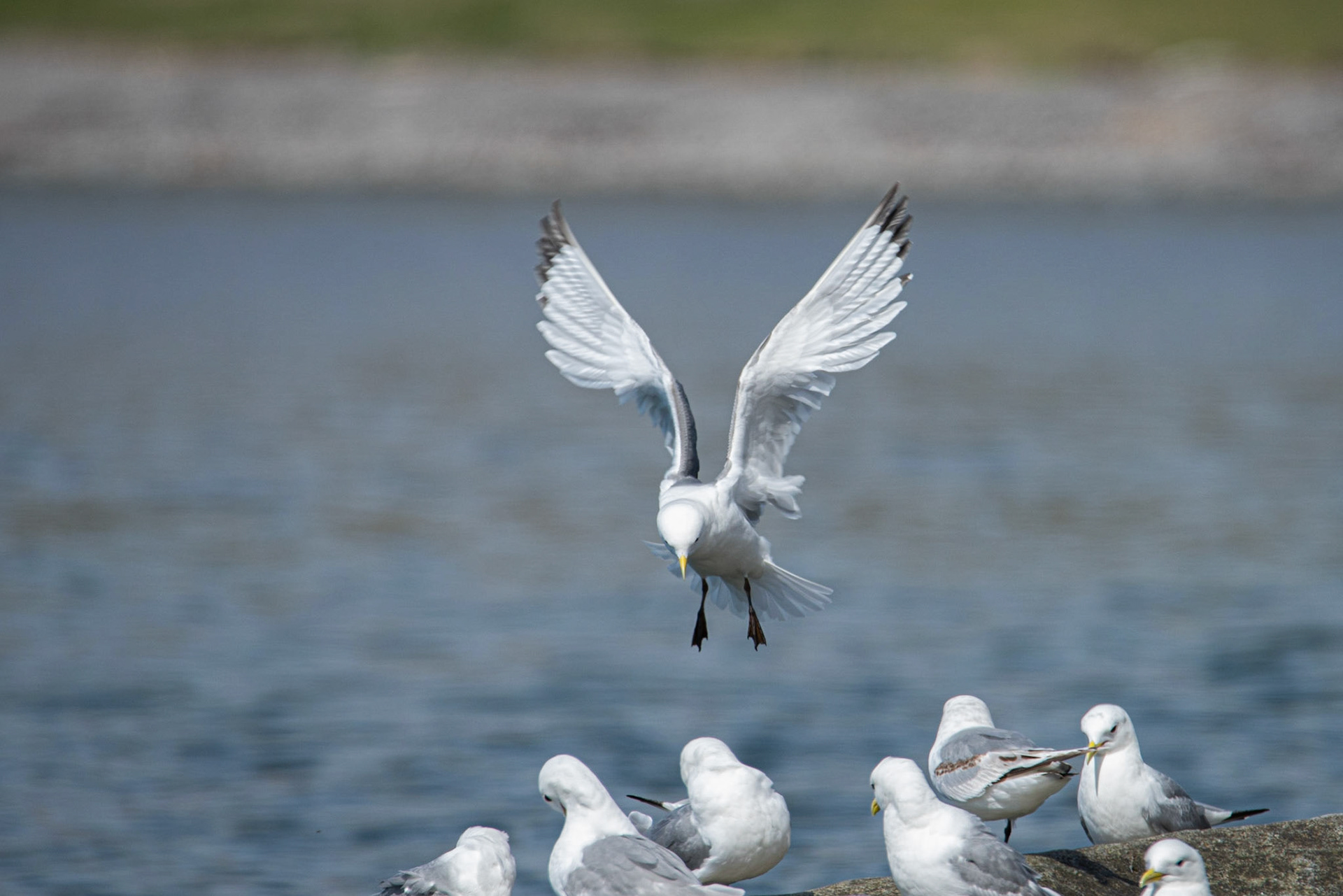 Black-legged kittiwake (Rissa tridactyla) rita.