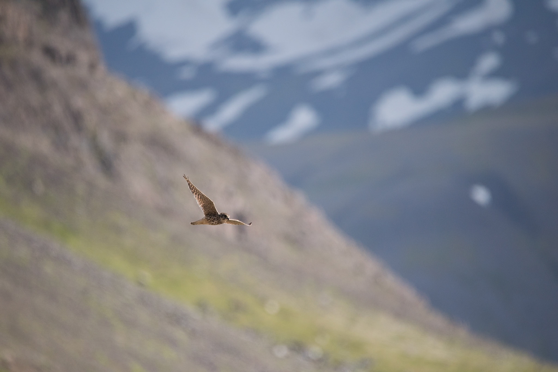 Smyrill -Merlin (Falco columbarius).