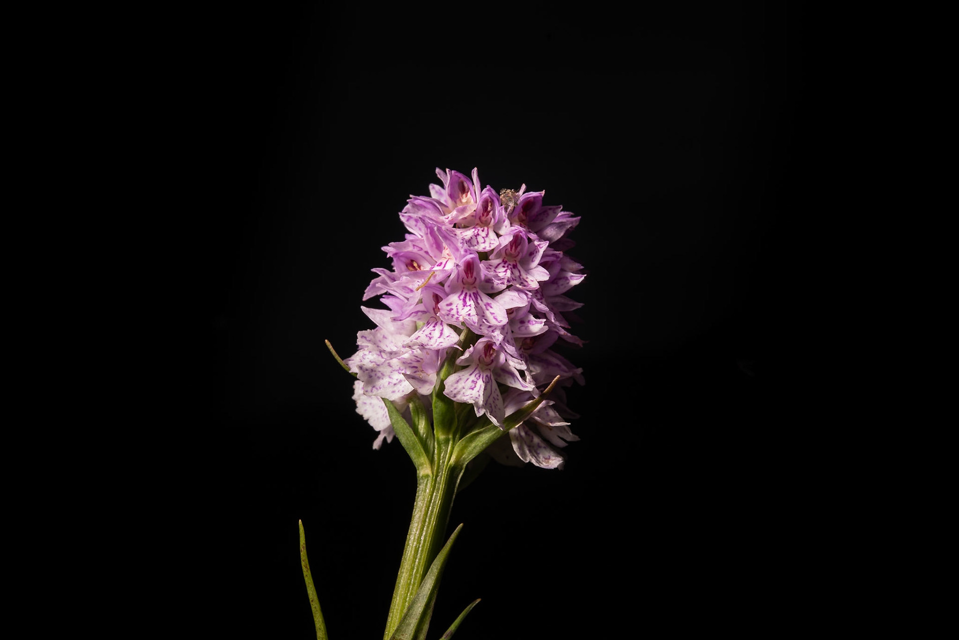 ©SVANA Heath Spotted Orchid, Dactylorhiza maculata, brönugras.