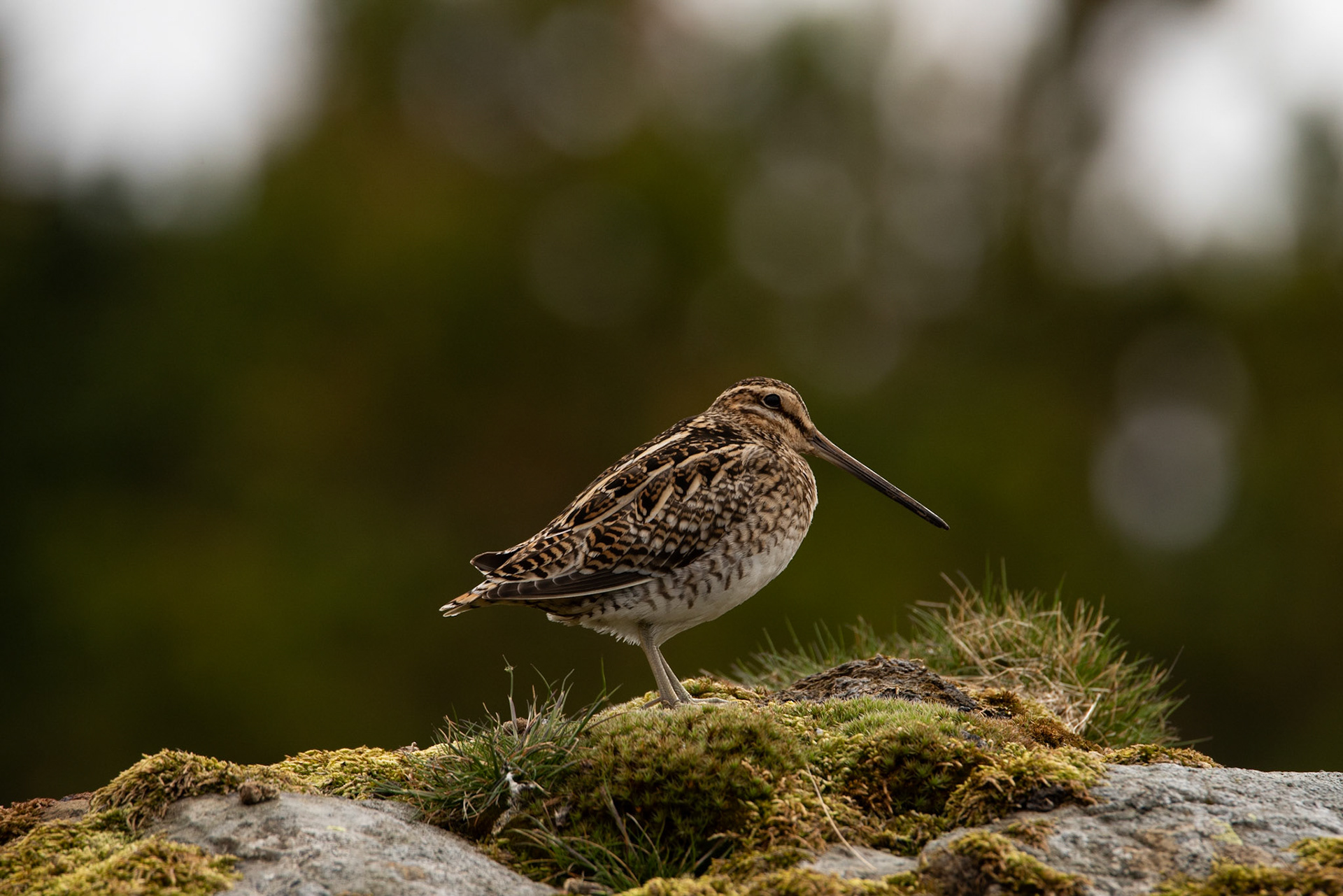 ©SVANA Common snipe, Gallinago gallinago, hrossagaukur.