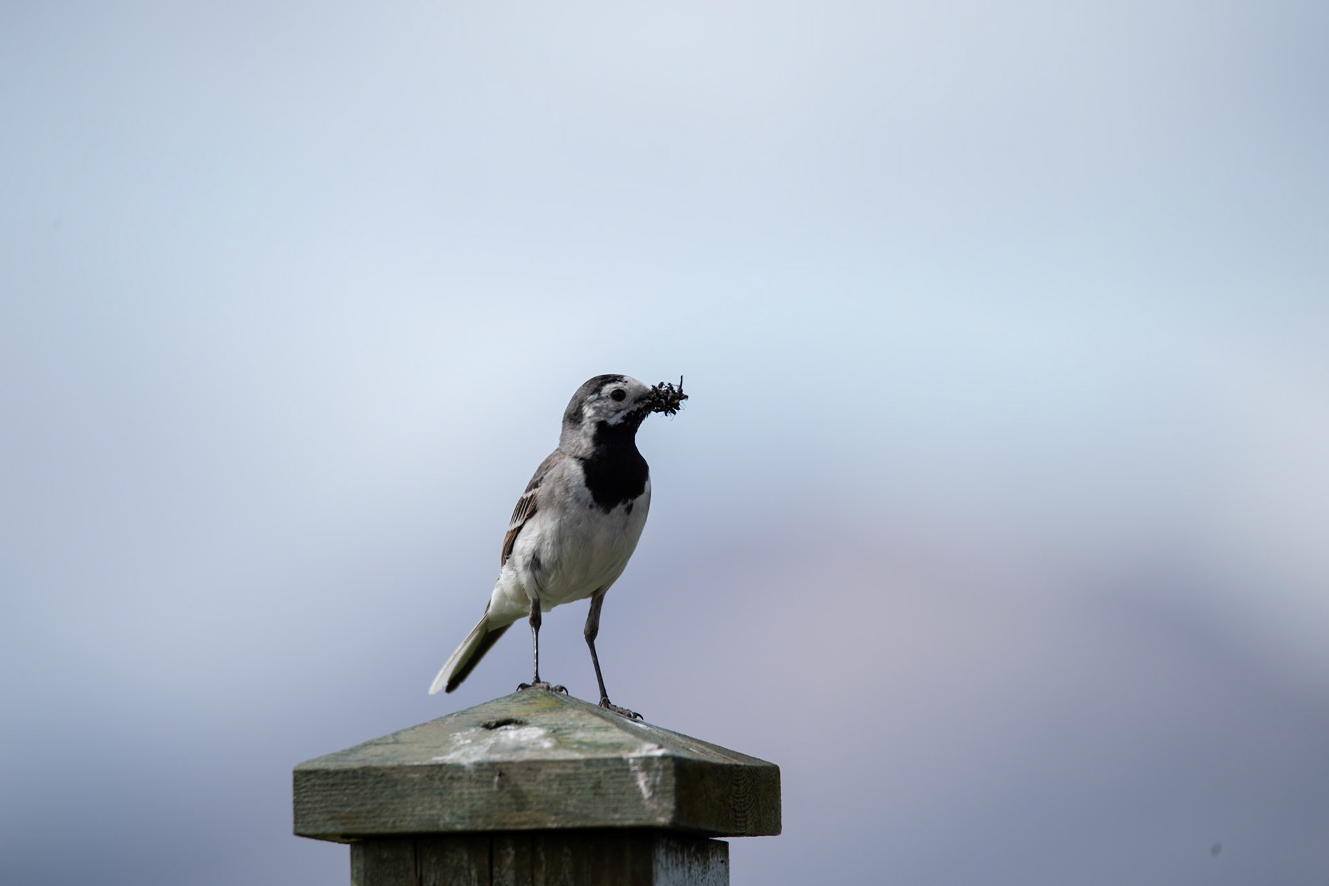 Maríuerla -White wagtail,Motacilla alba, maríuerla.
