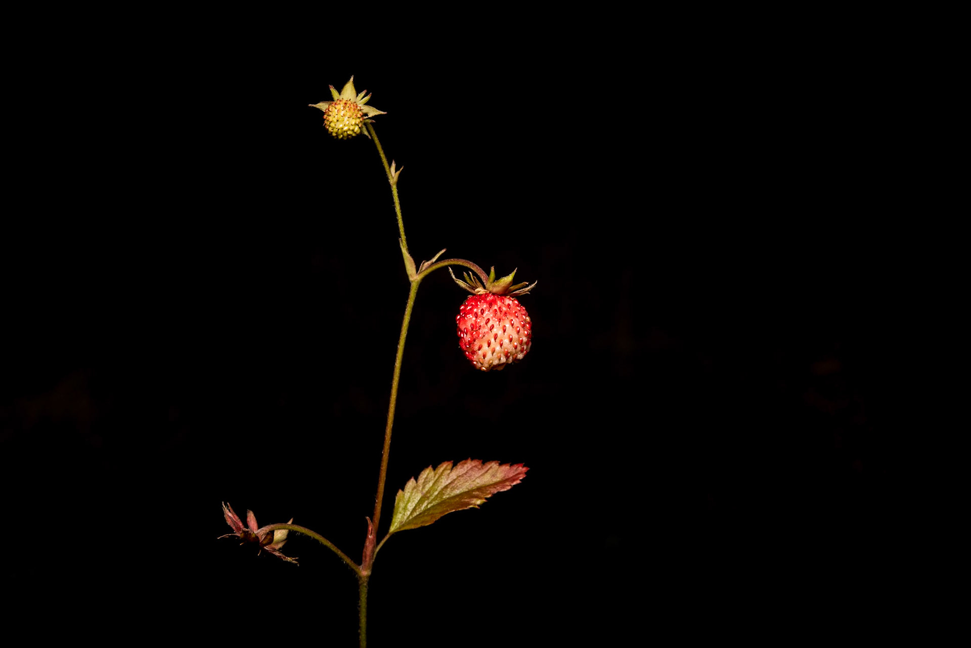 ©SVANA Wild stawberrys,Fragaria vesca, villt jarðaber.
