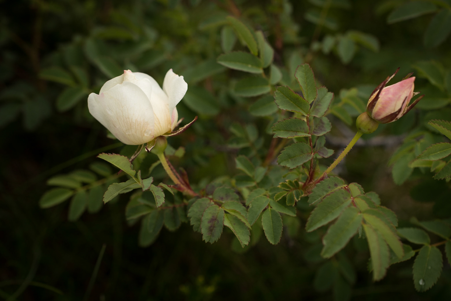 ©SVANA The wild burnet rose (Rosa pimpinellifolia, þyrnirós in Icelandic) is a rare plant in Iceland.