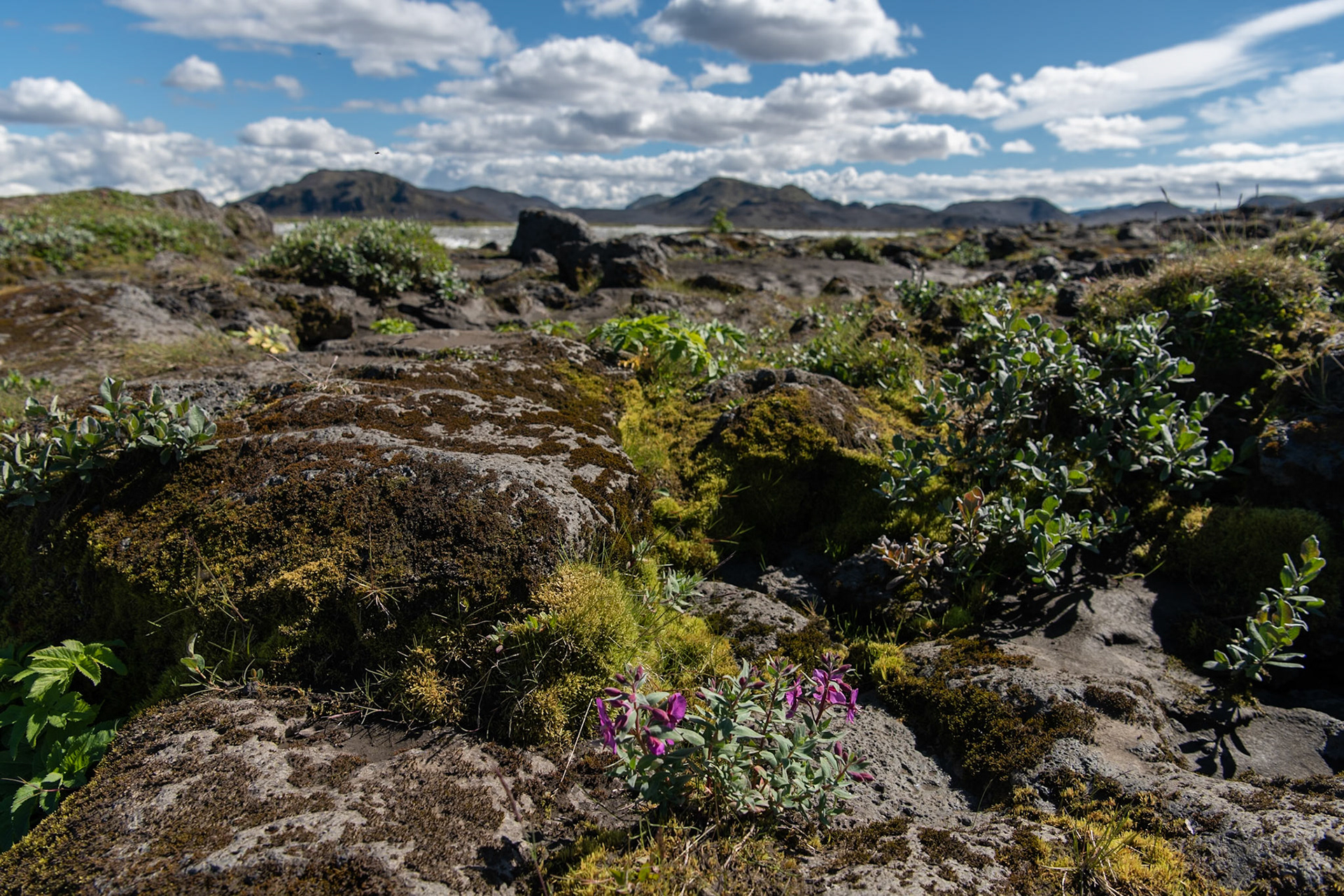 ©SVANA One of my favourite. Can be found in rough landscape, adds wonderful purple colour to the environment.Dwarf fireweed,Chamaenerion latifolium eyrarós.