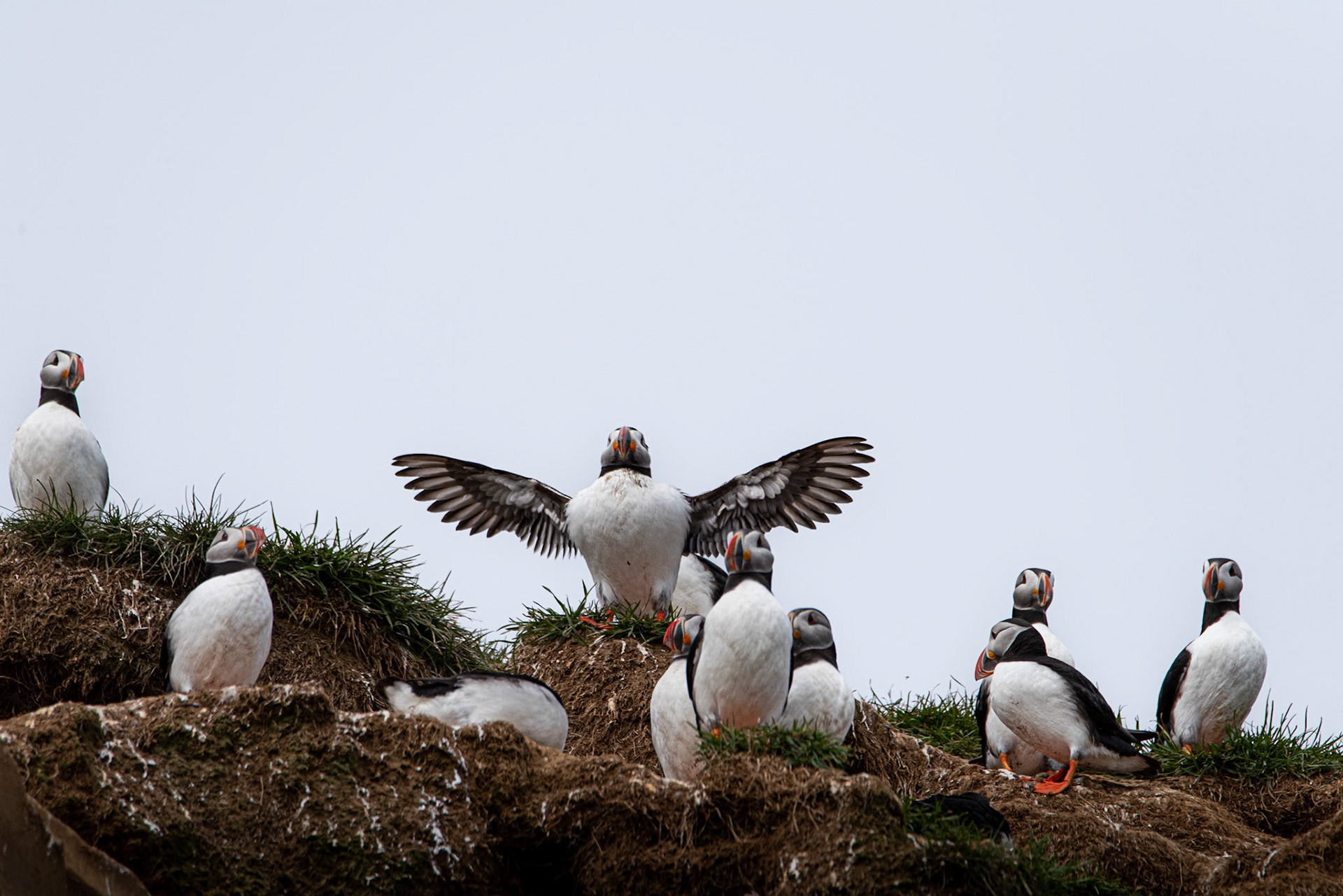 Lundi -Puffins (Fratercula arctica), lundi.