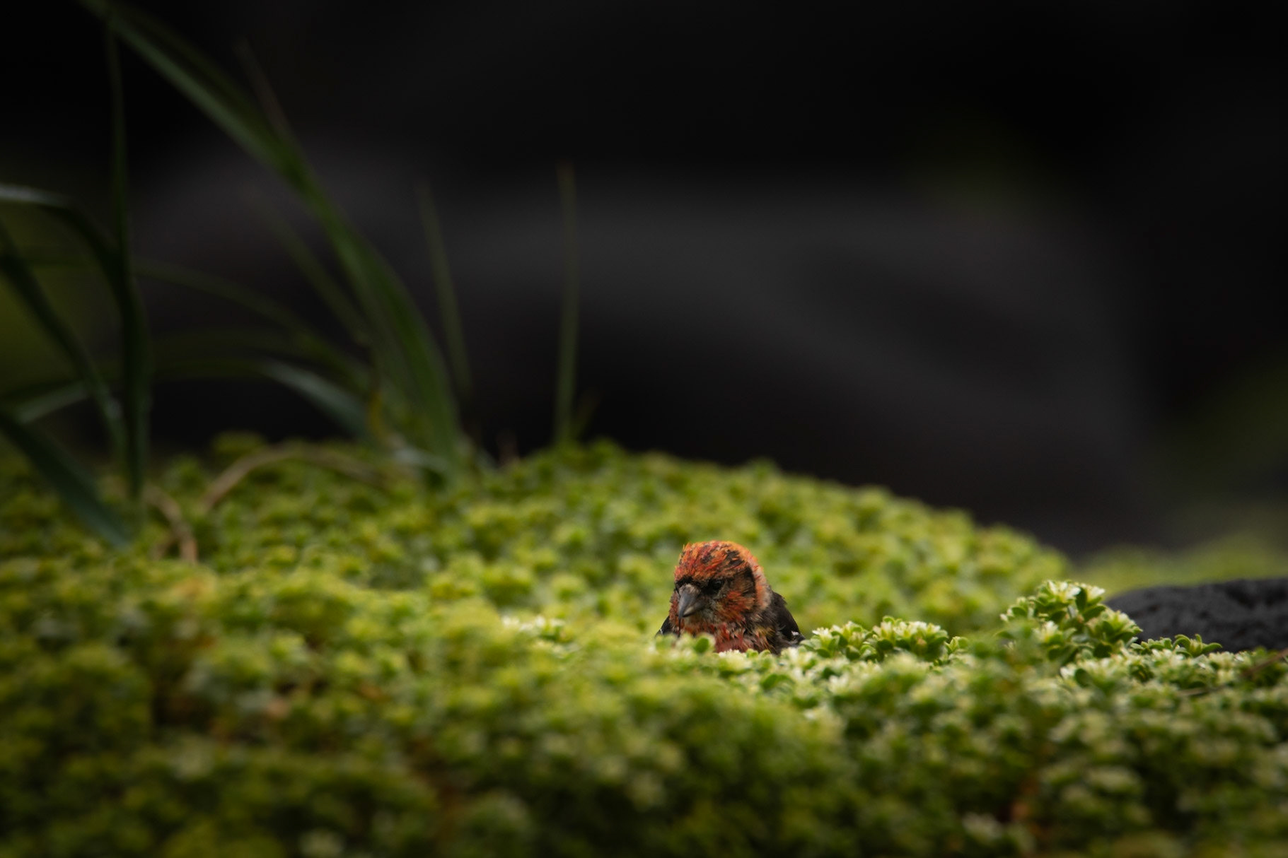 Vxlnefur -In July 2021 I went for the second time to Surtsey nature reserve. There I saw this amazing bird that is not often seen in Iceland, Two-barred crossbill (Loxia leucoptera).