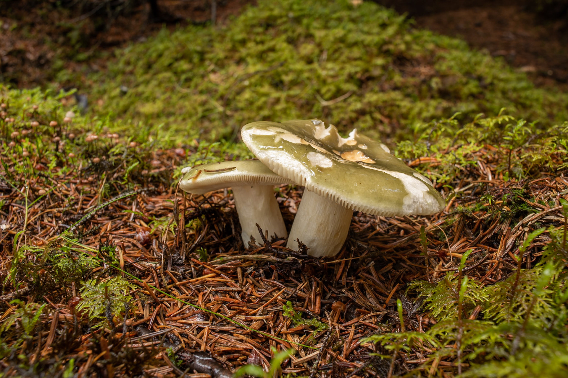 ©SVANA  Russula virescens, grænhnefla.