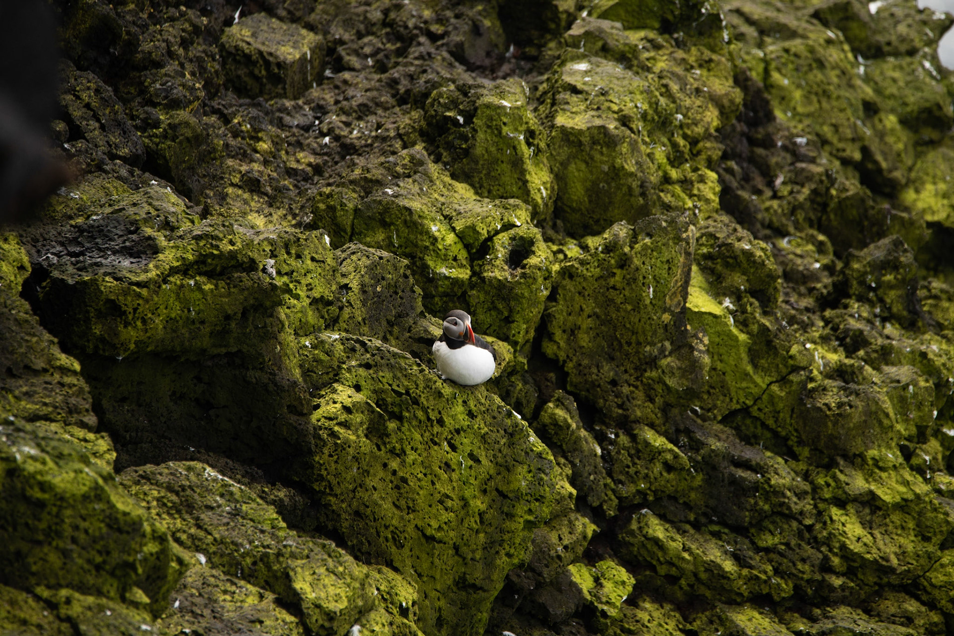 ©SVANA Atlantic puffin, Fratercula arctica, lundi.