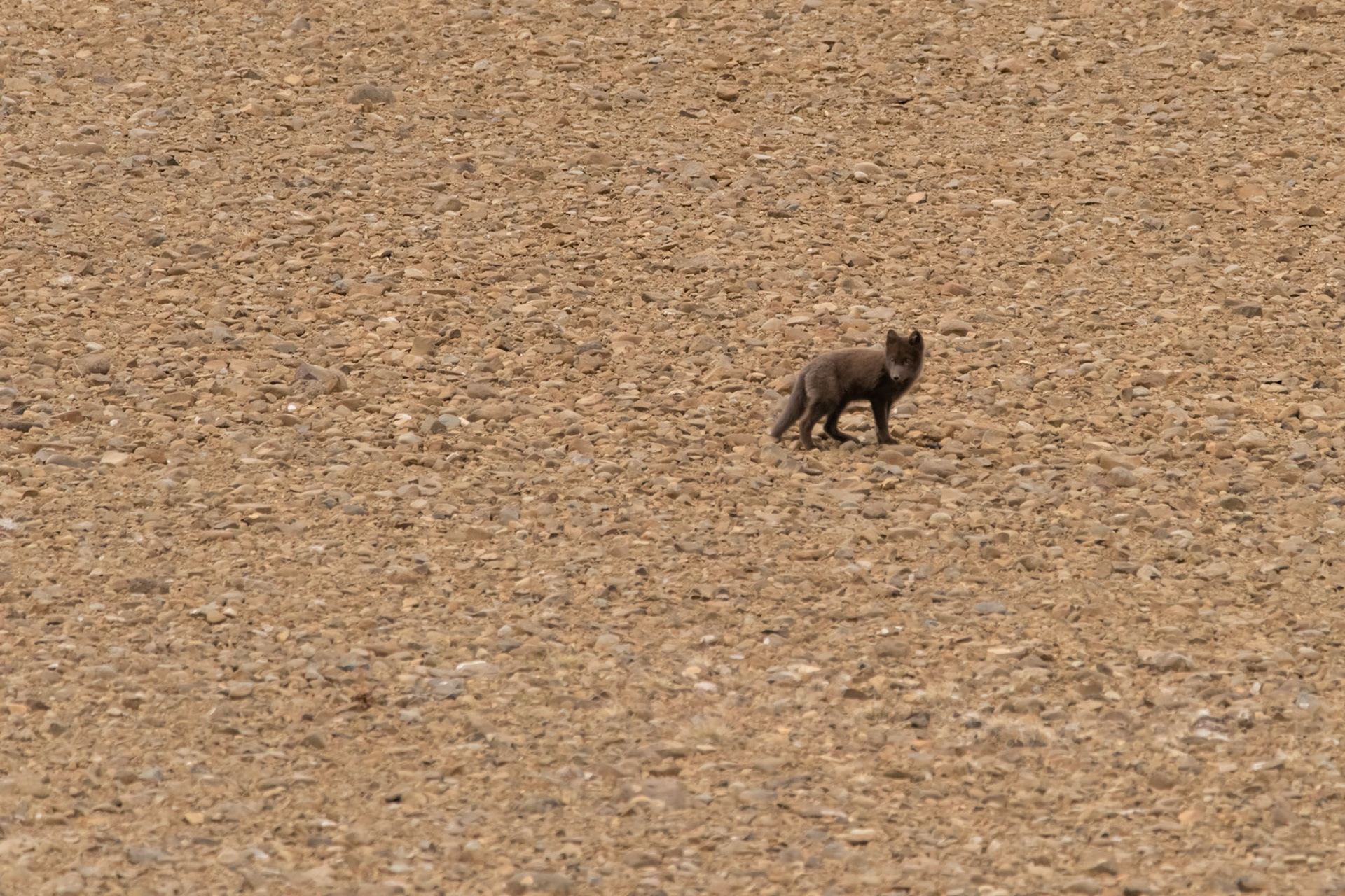 ©SVANA What a privilege to come across a den with at least four arctic fox cubs. I spent some time with my long lens as far from the den as I could, bearing in mind how curious and ignorant the cubs can be.