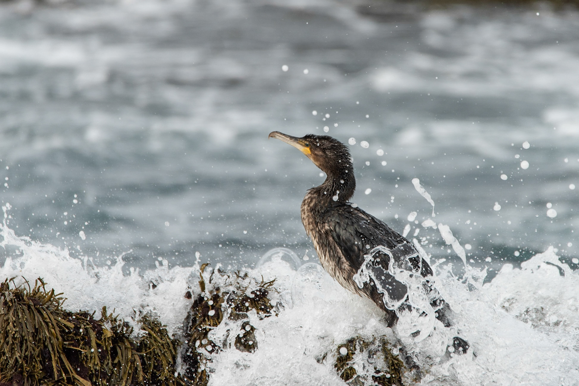 ©SVANA Great Cormorant, a young bird on the shore at Reykjanes.