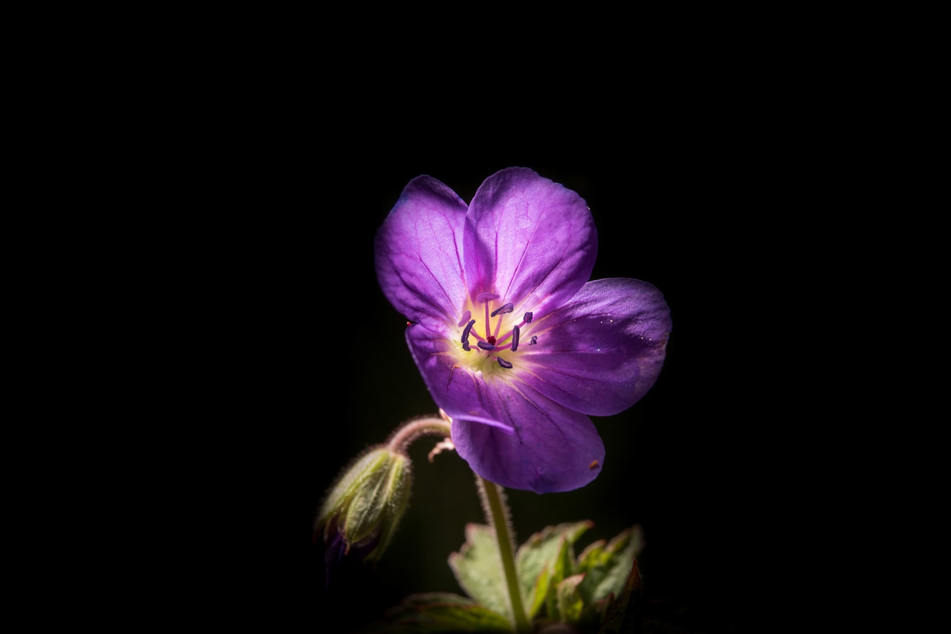 ©SVANA Geranium sylvaticum, Wood cranesbill, woodland geranium, blágresi