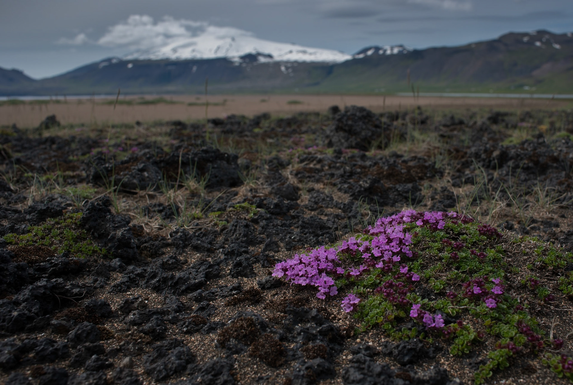 ©SVANA Wild thyme growing on the lava. The wild thyme is common in Iceland, where it is known as “blóðberg”, meaning bloodstone.Location: Búðahraun, Snæfellsnes, West Iceland.