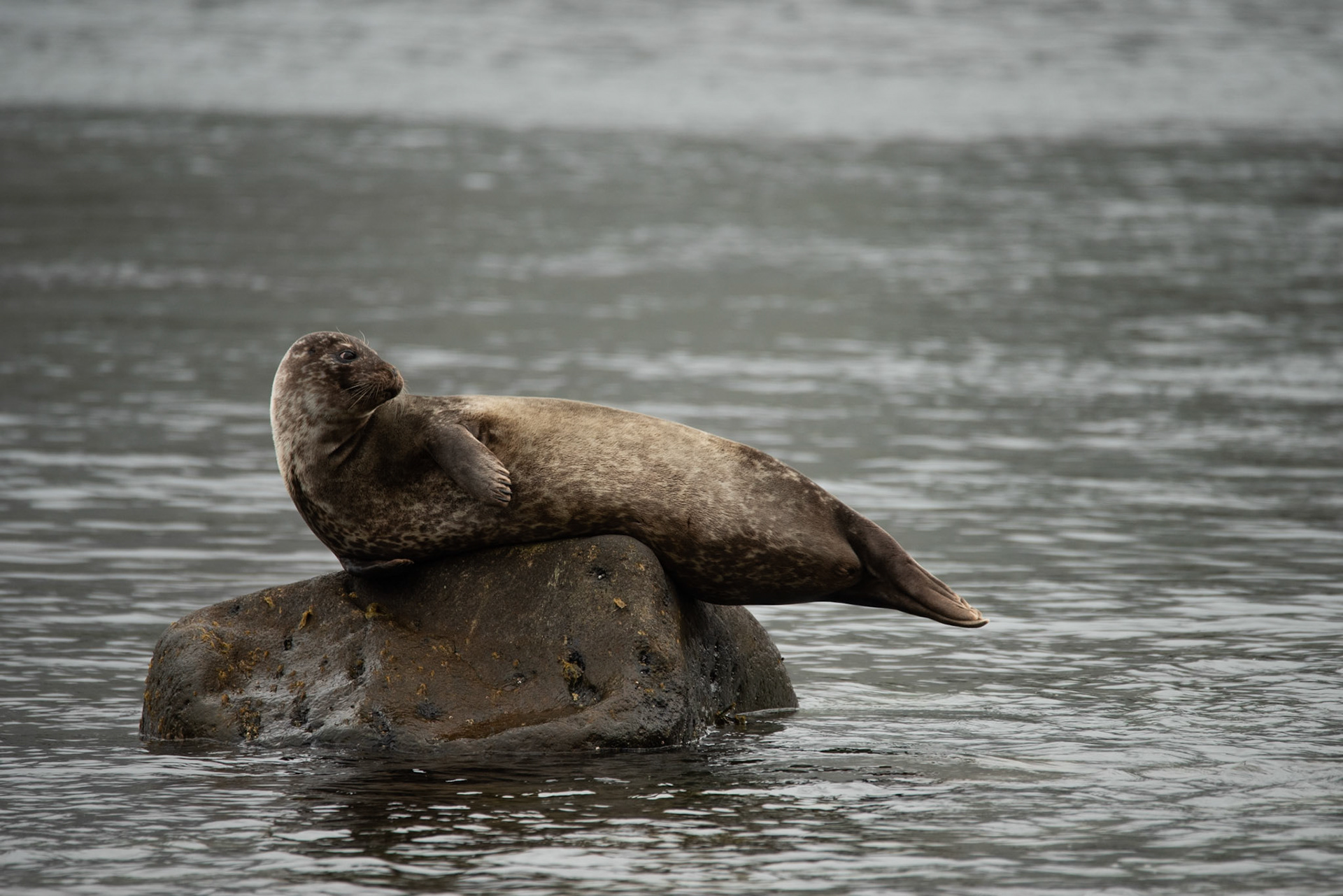 Harbor seal (Phoca vitulina)landselur.