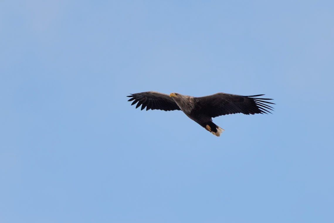 ©SVANA White-tailed eagle, Haliaeetus albicilla, haförn.