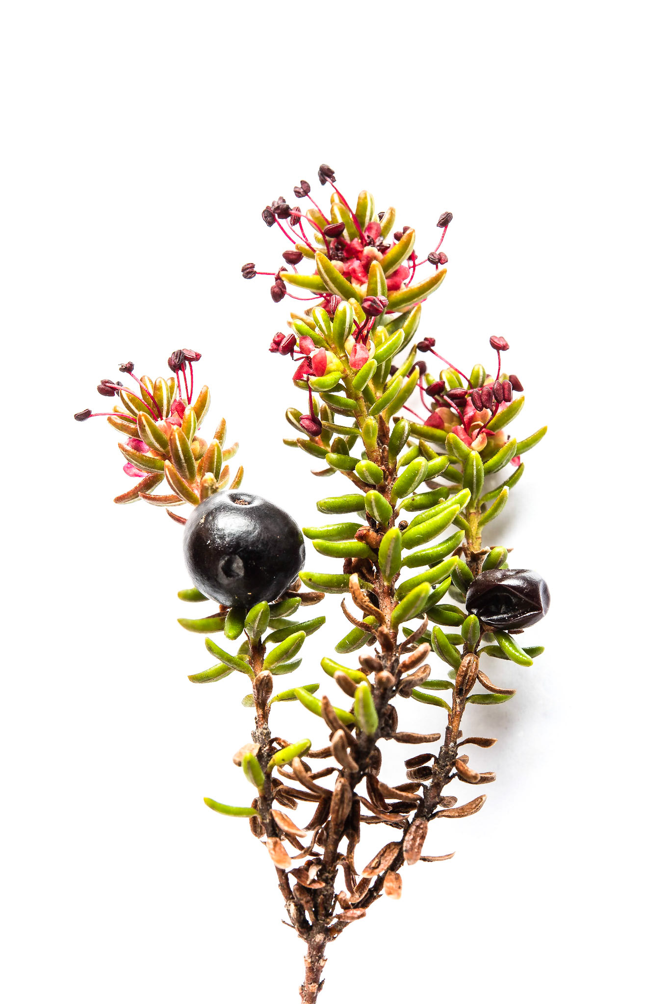 ©SVANA Old berries from last summer, and flowers that hopefully will become berries this summer.