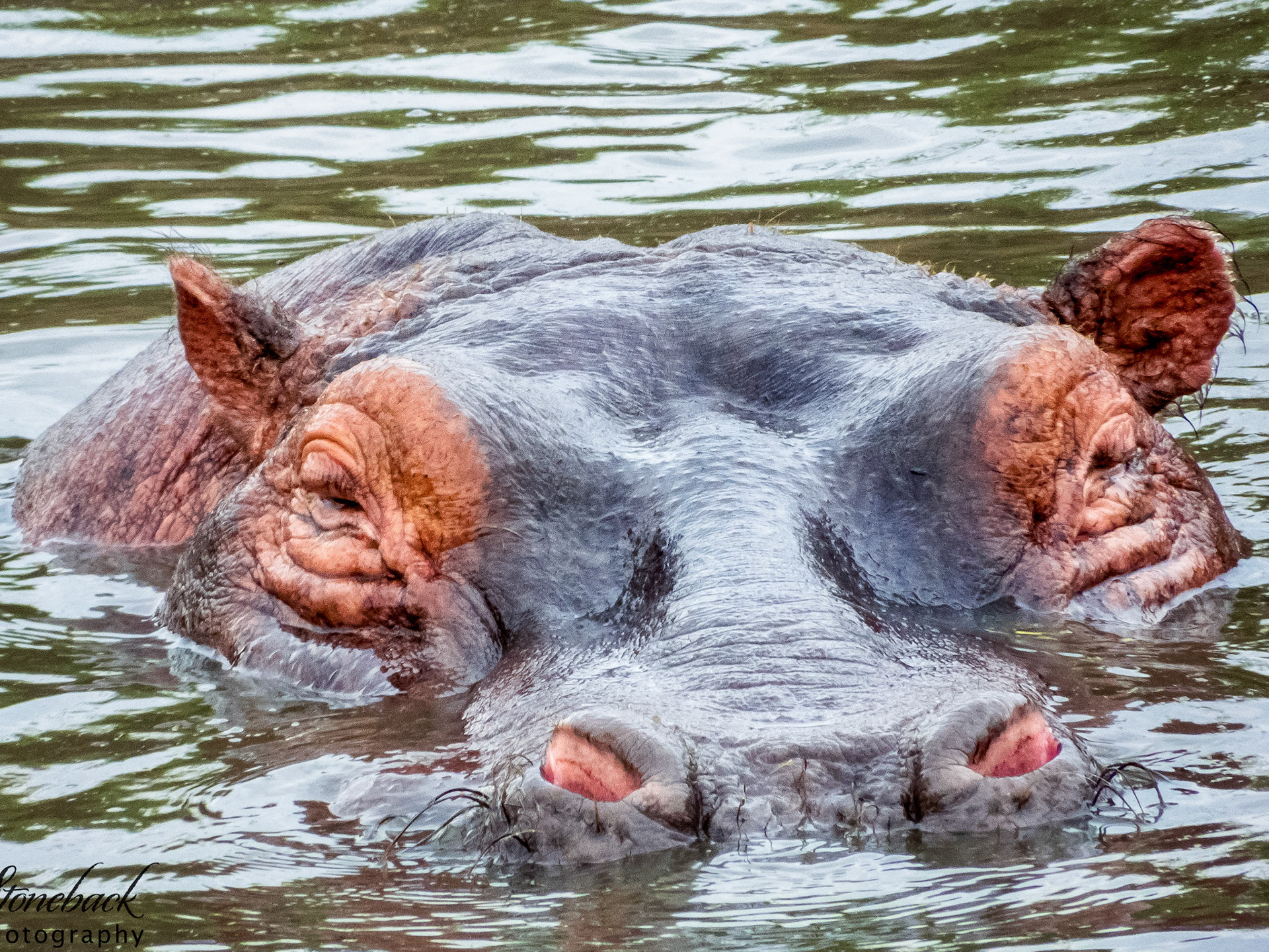 Hippo up close!