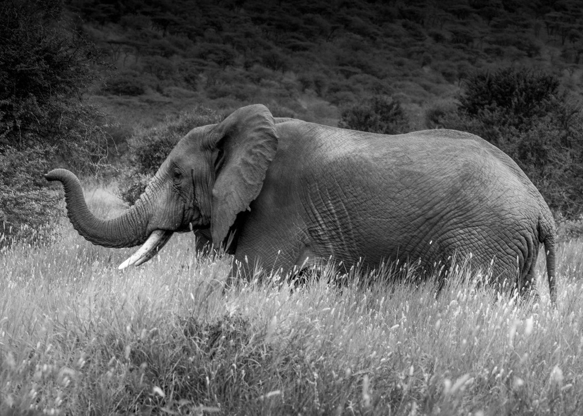 He’s smelling for danger!