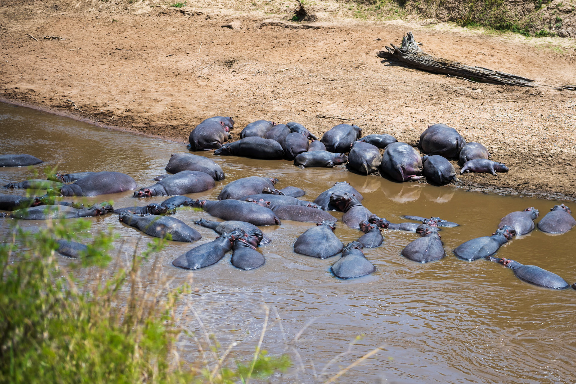Hippo Pool, they eat at night!
