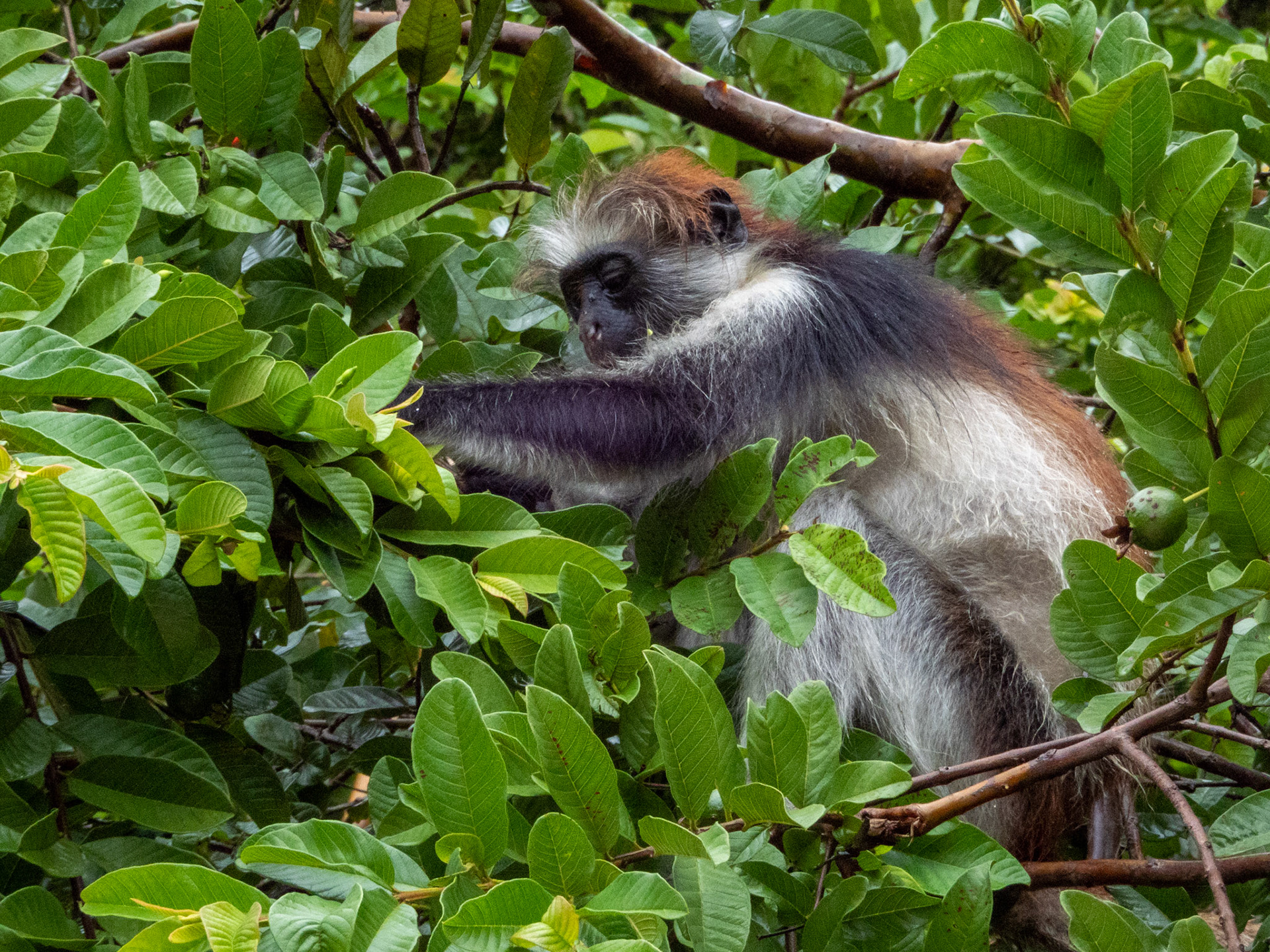 Taken in Zanzibar, Africa