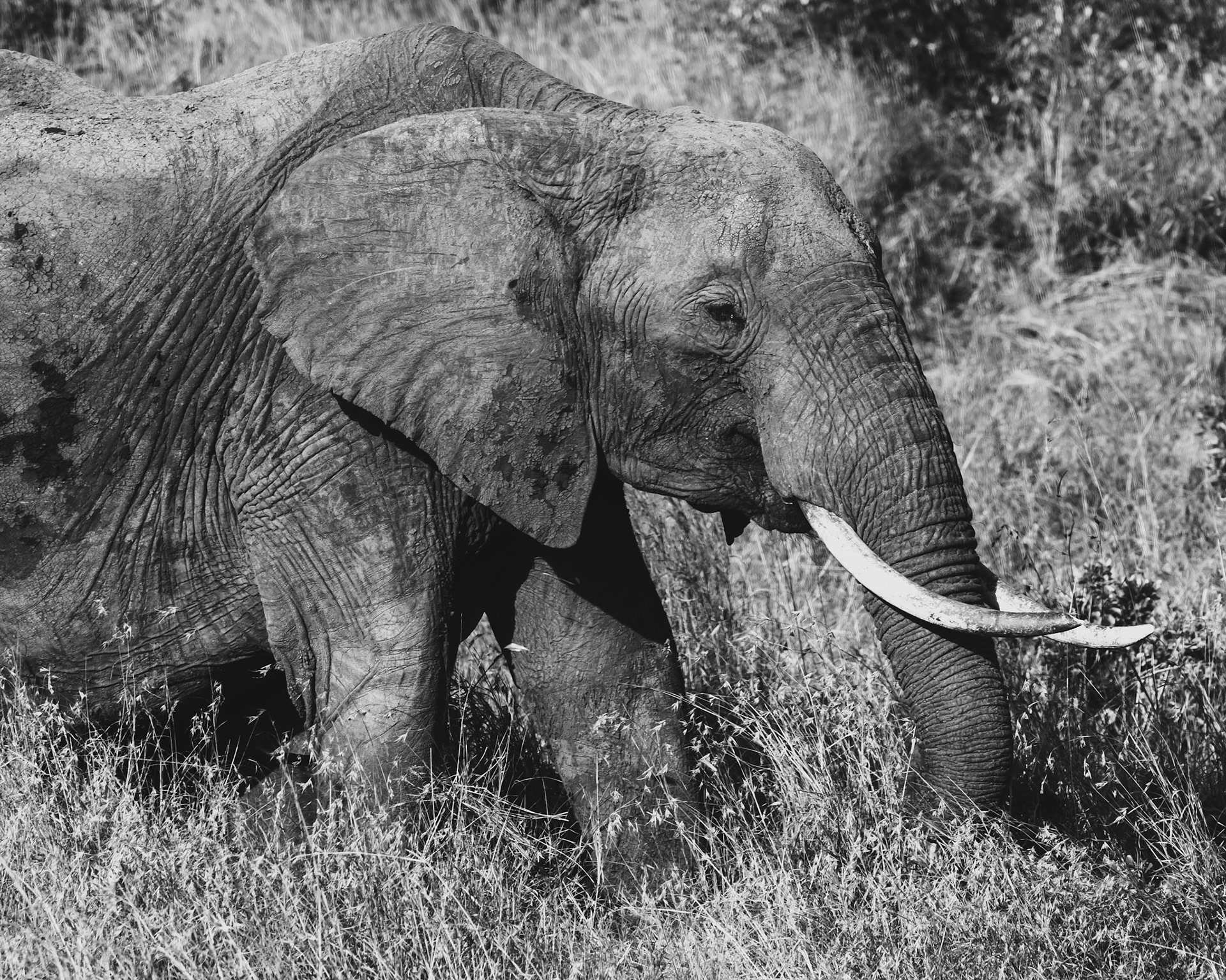 A Beautiful Creature!