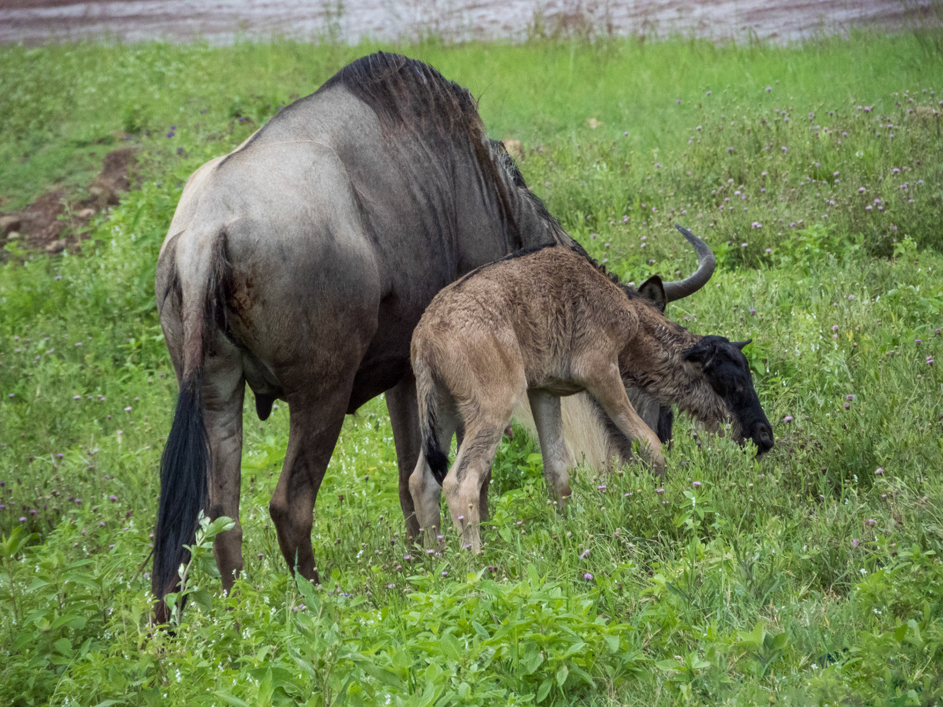 Newly born Wildebeast