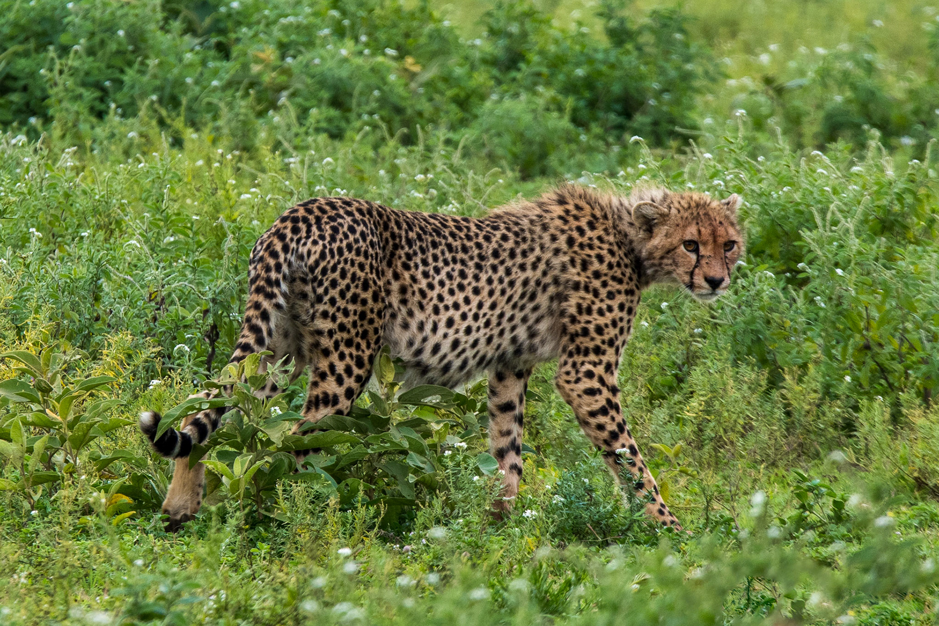 Jaguar up close on the Serengeti