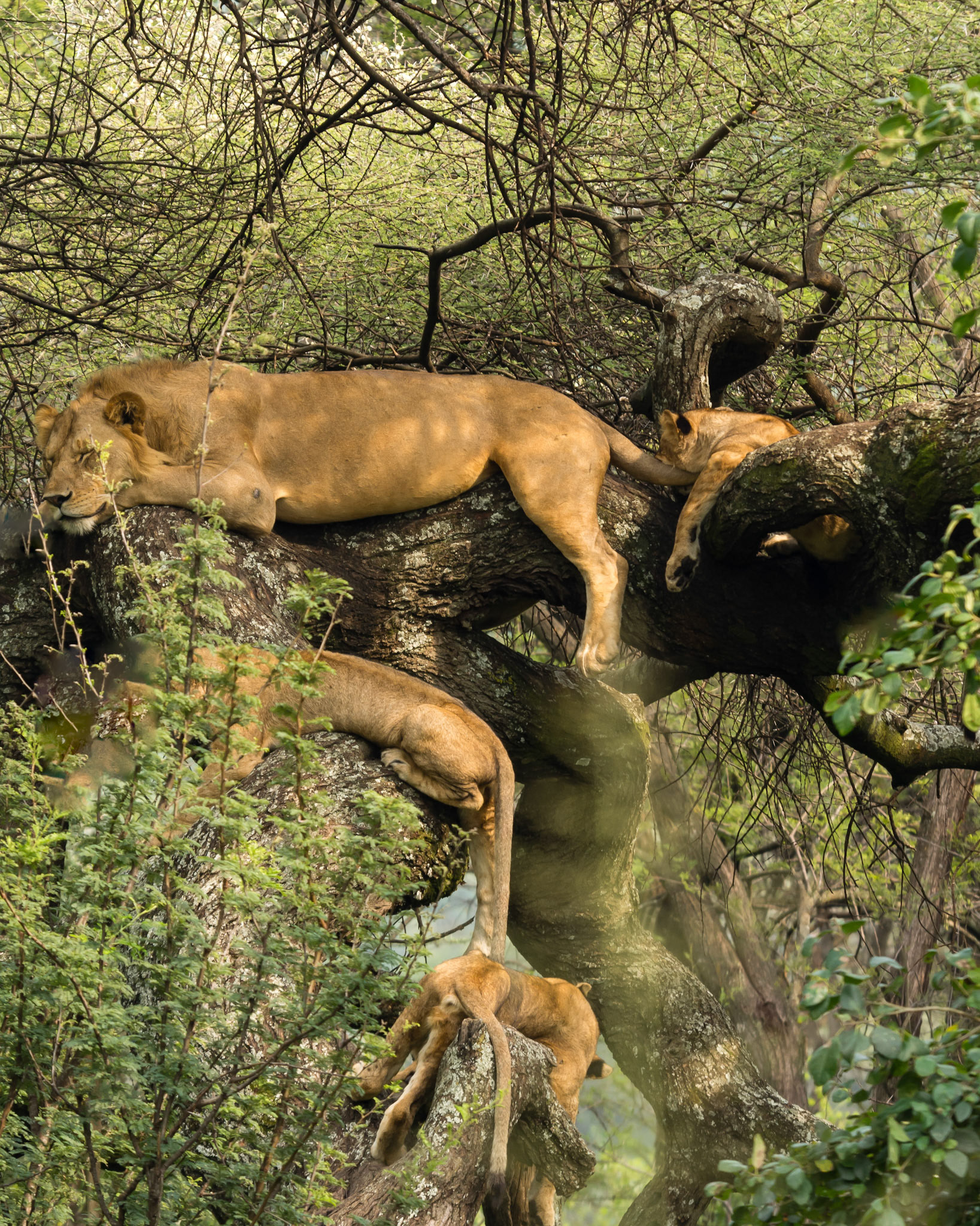 Nap time for Mom and the kids!
