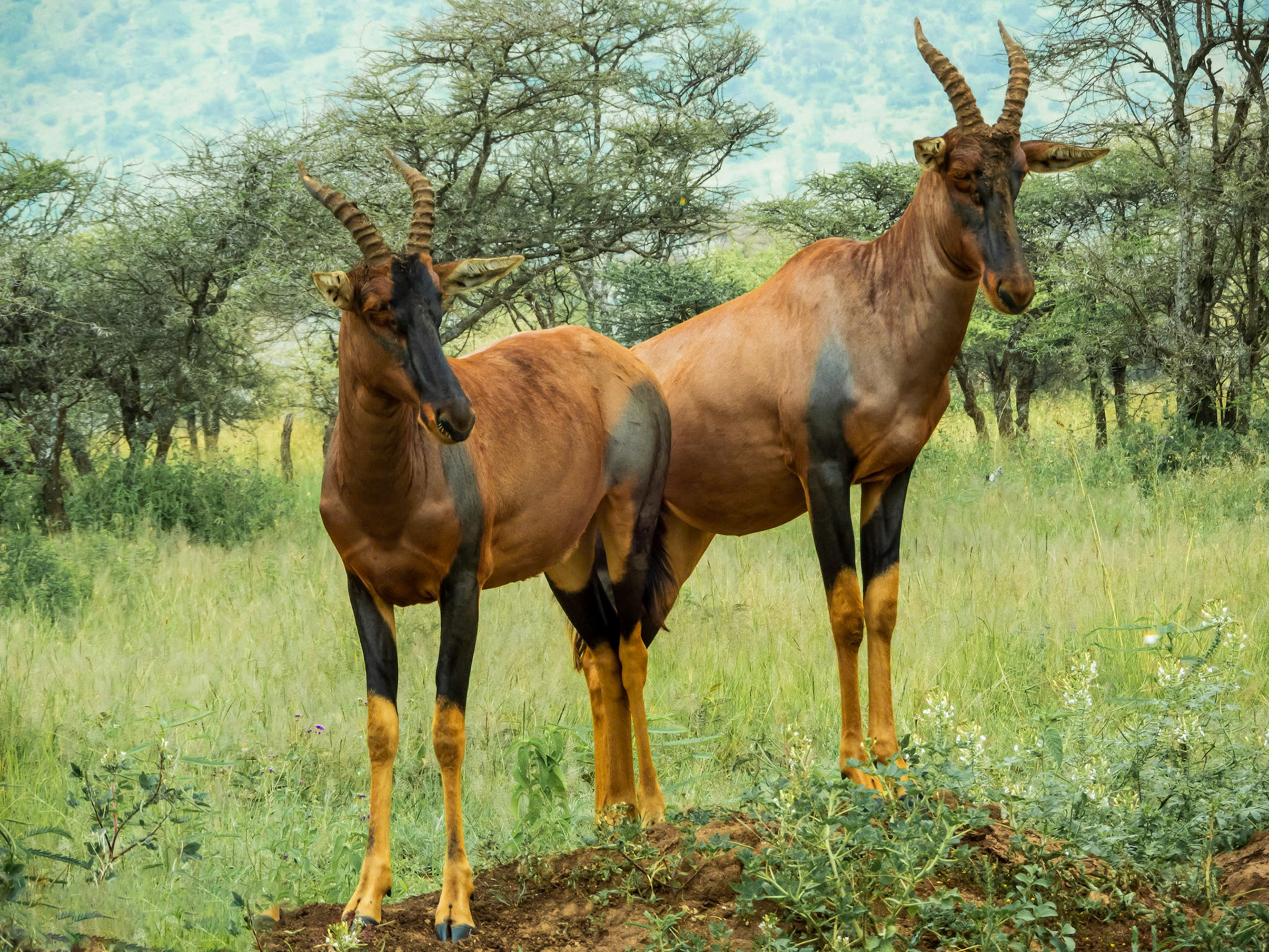 Antelopes in Tanzania