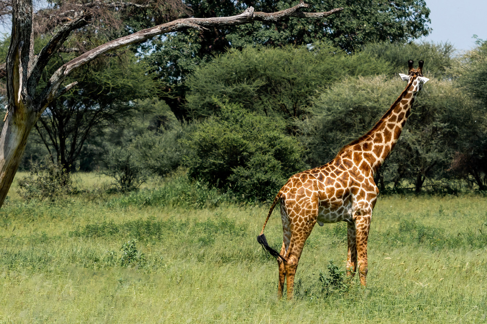 All alone on the Serengeti