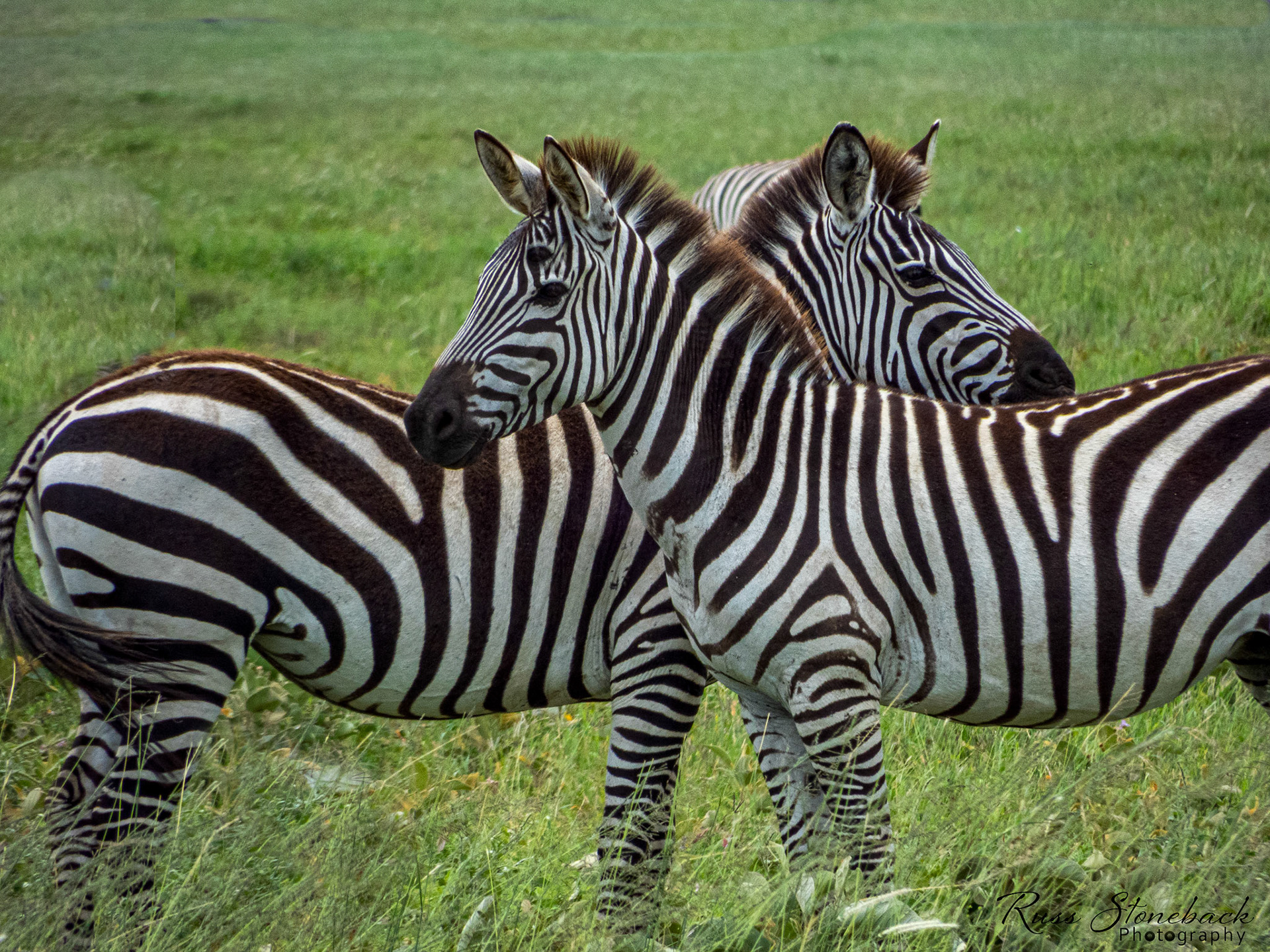 The are looking both was for preditor’s