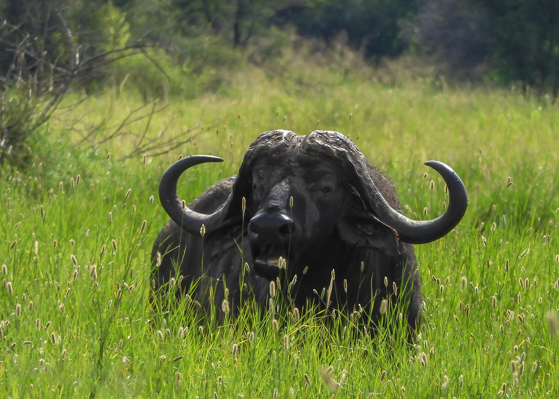Bull Buffalo in Tanzania