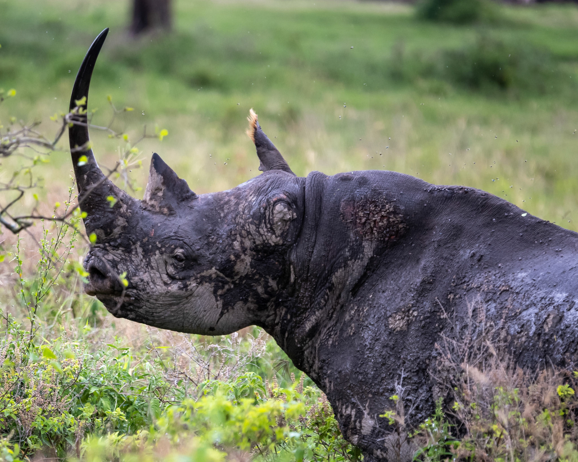 Black Rhino, in Kenya
