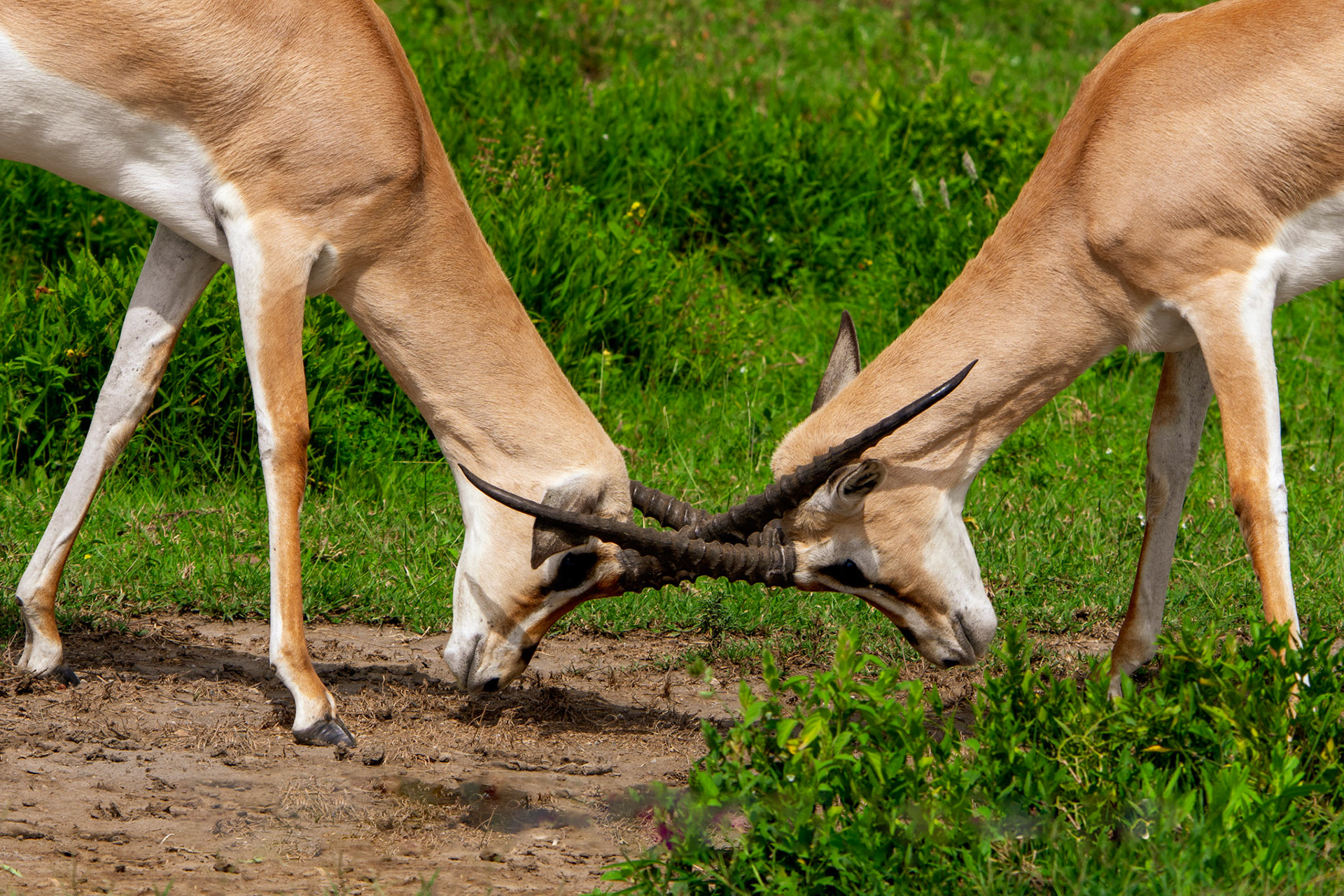 Two Bucks fighting to be the winner and win the hearts of the females!