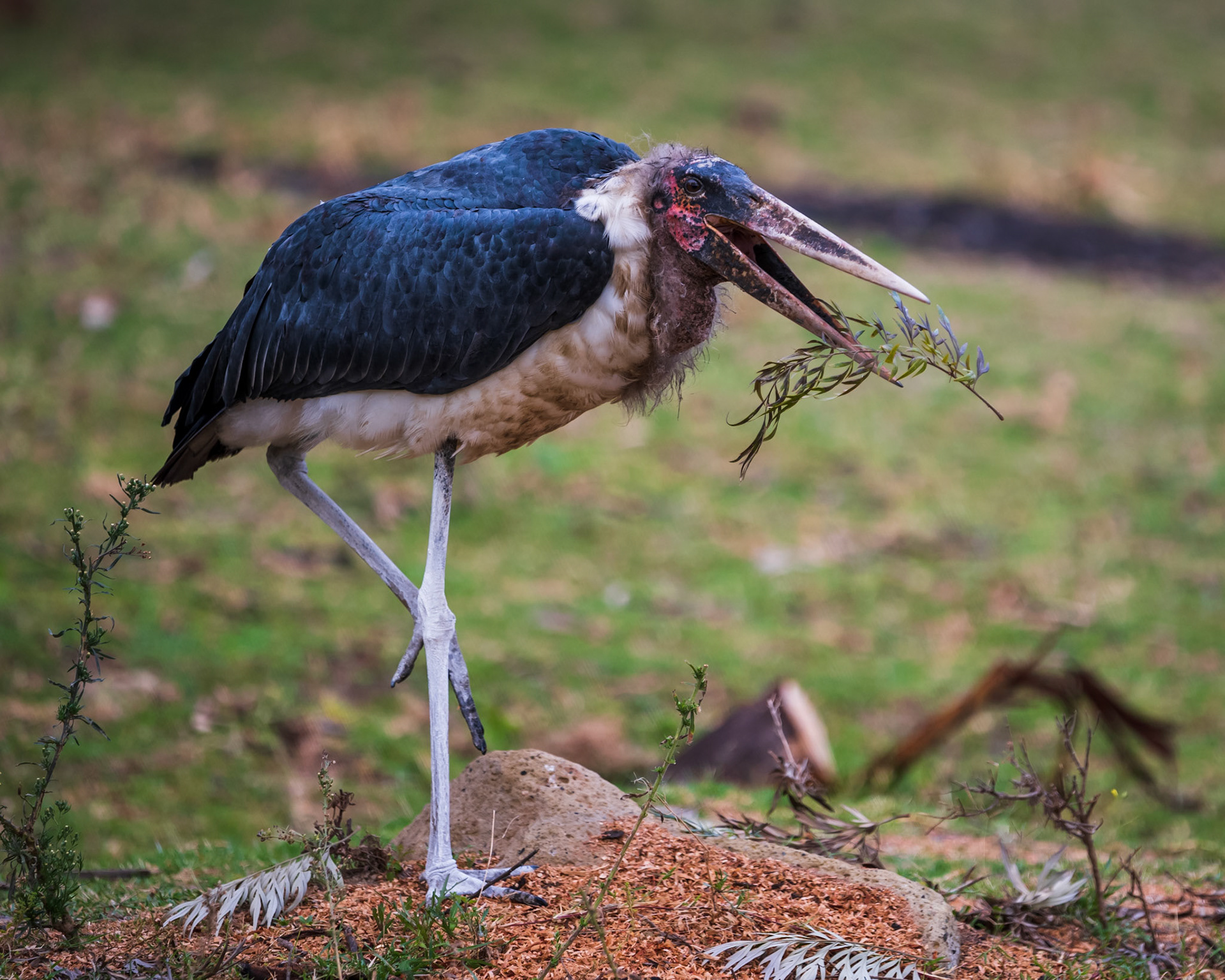 Maribu Stork, in Kenya