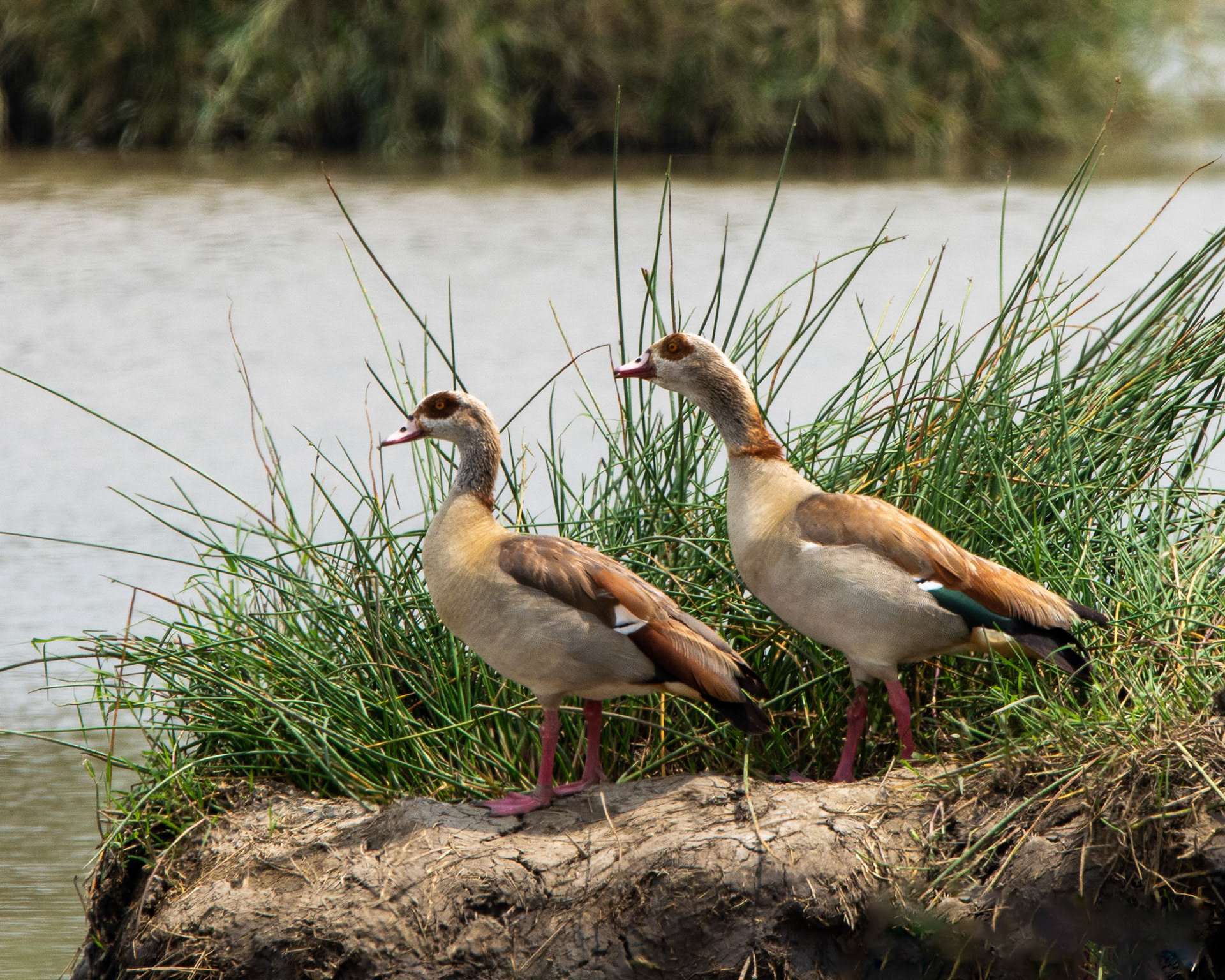 African Ducks taken in Tanzania