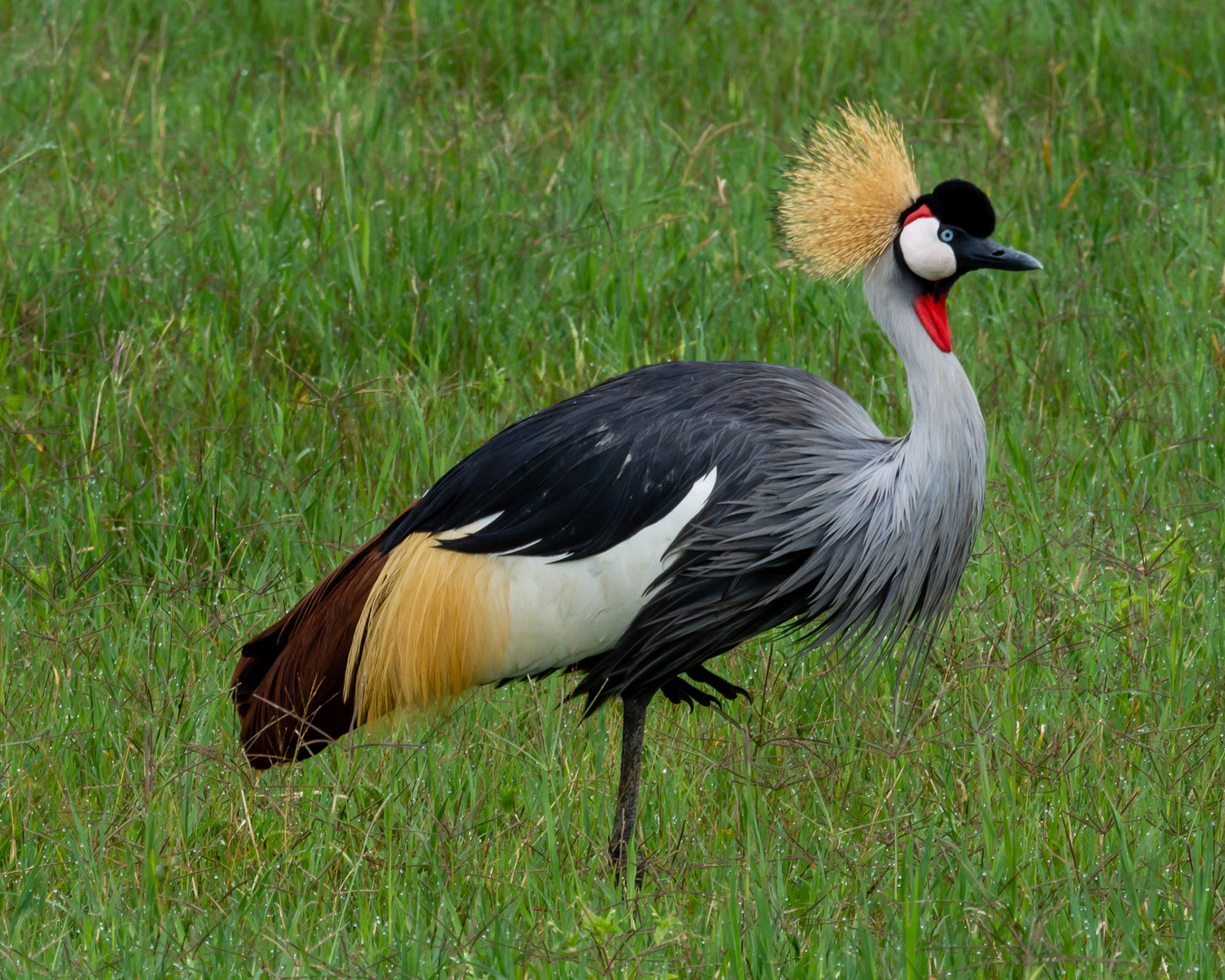 National Bird of Kenya