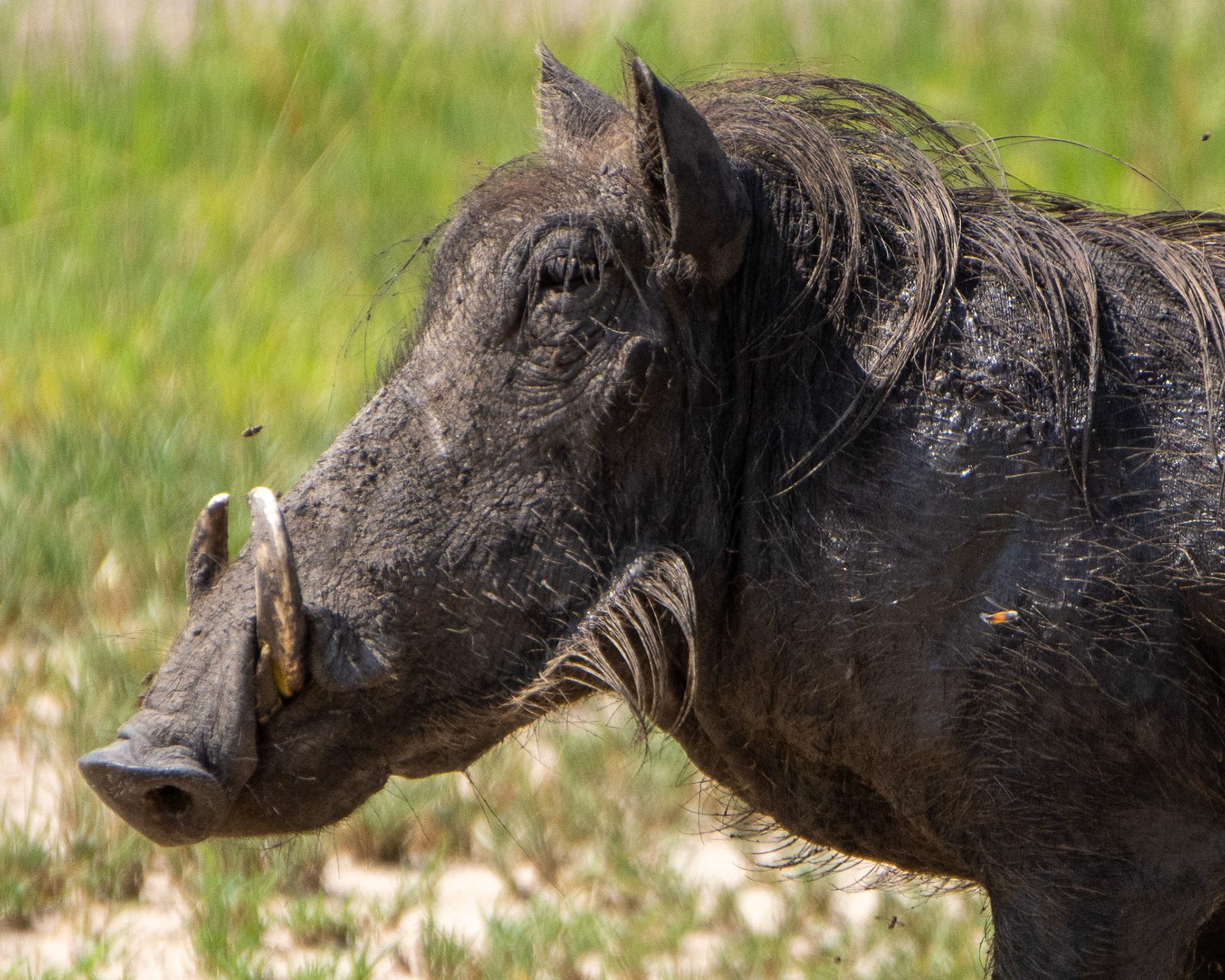 Don’t mess with this wild boar!