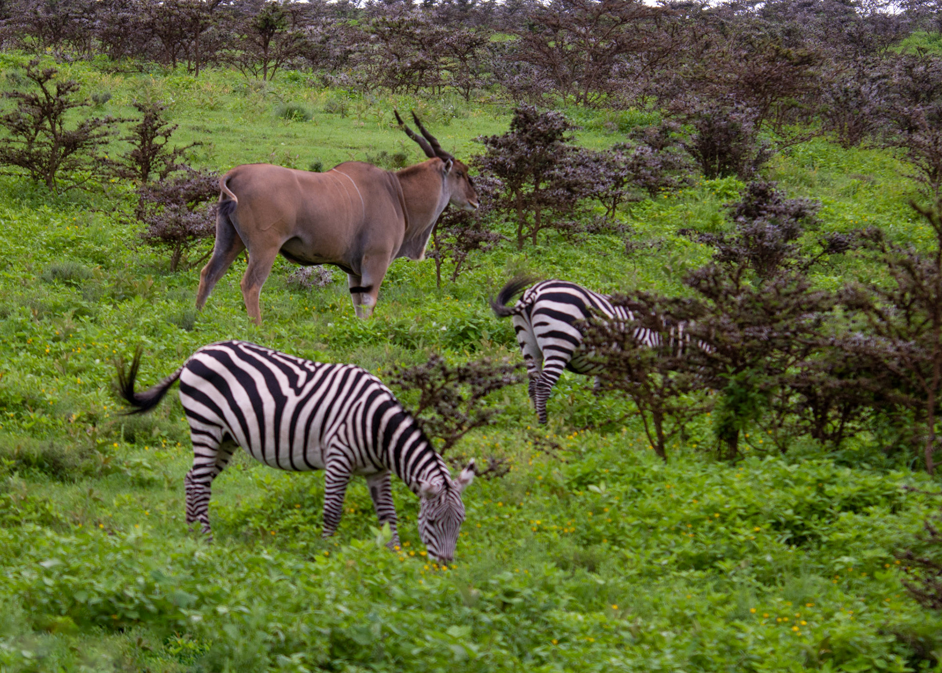 Animals in the wild!