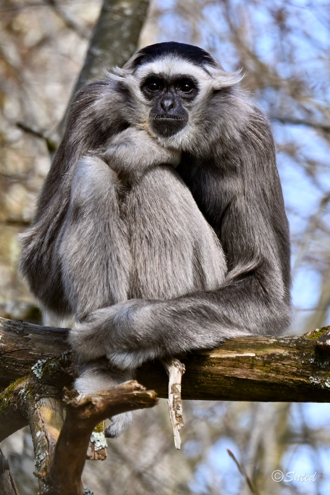 Gibbon à bonnet