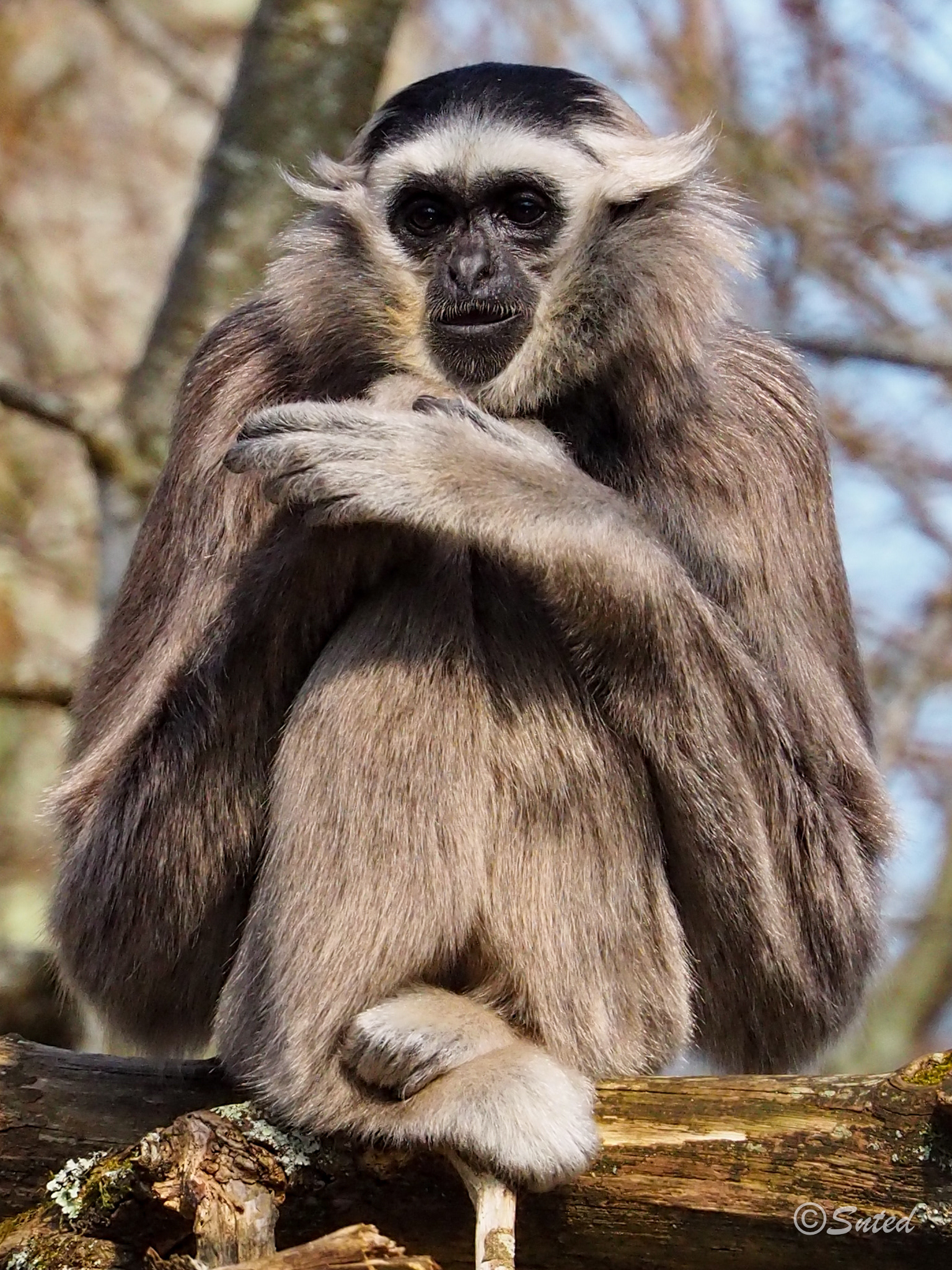 Gibbon à bonnet