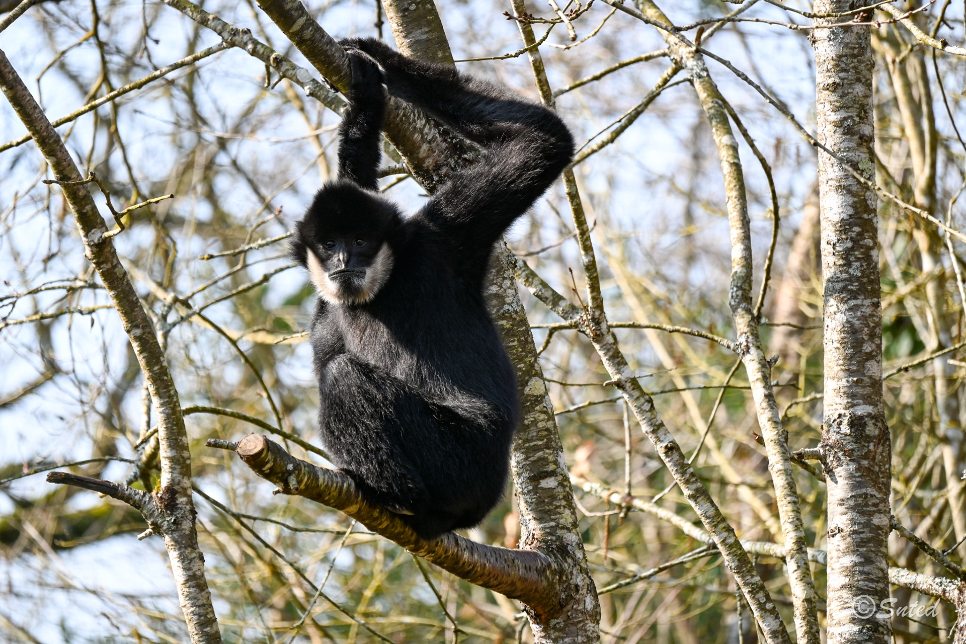 Gibbon à favoris blancs