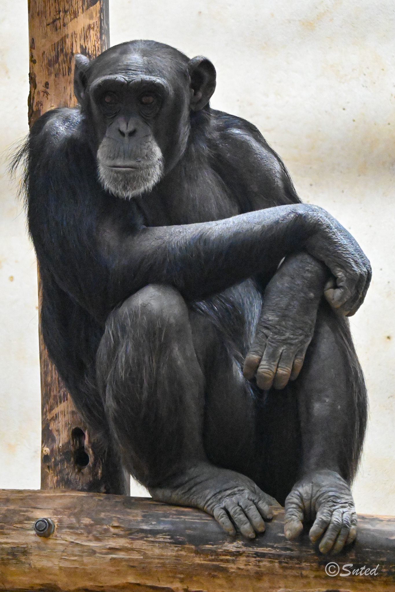 Chimpanzés