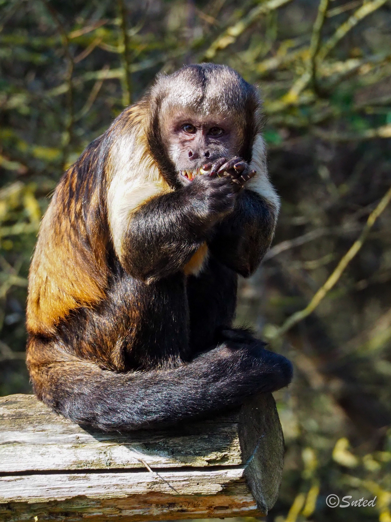Capucin à poitrine jaune