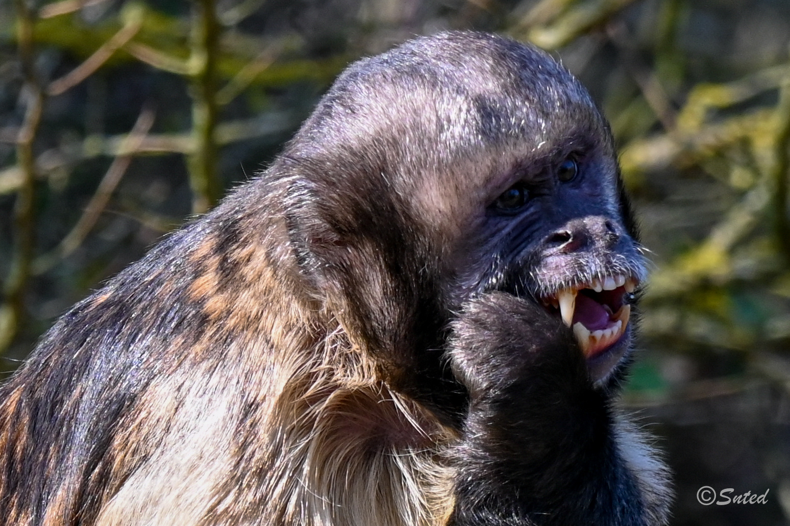 apucin à poitrine jaune