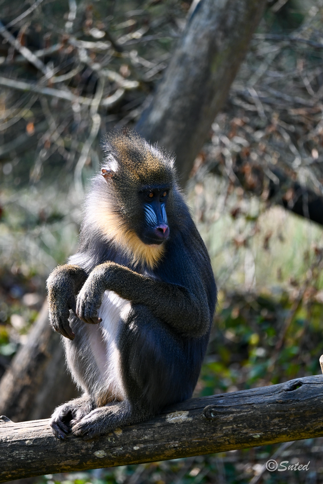 Mandrill