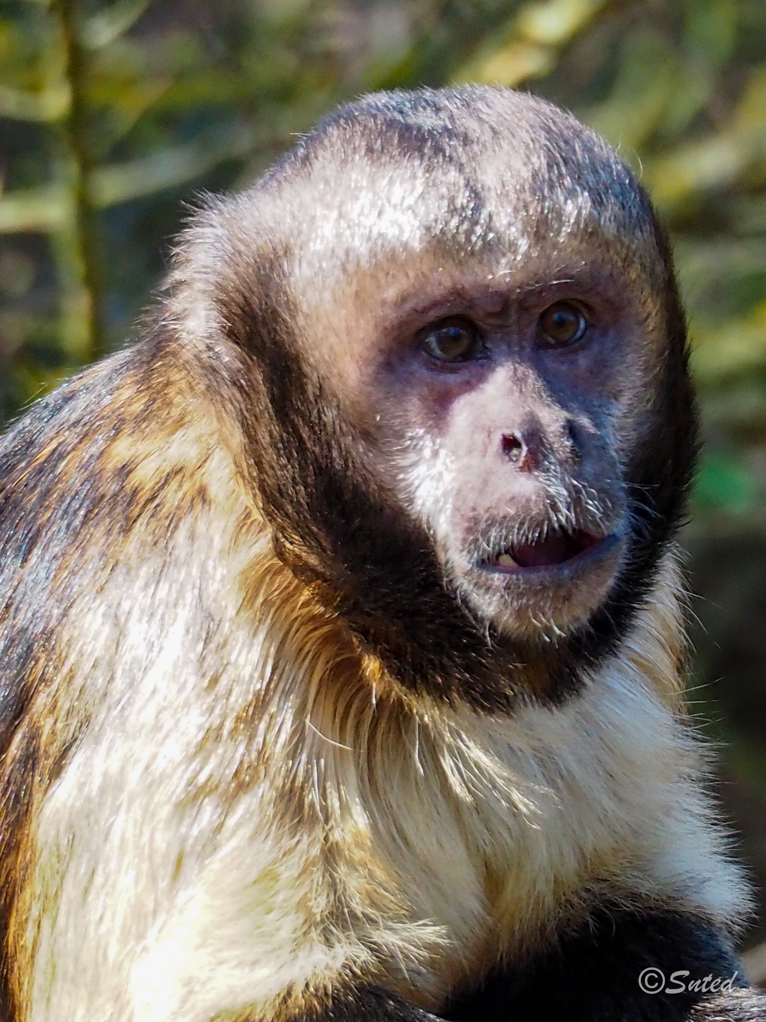 Capucin à poitrine jaune