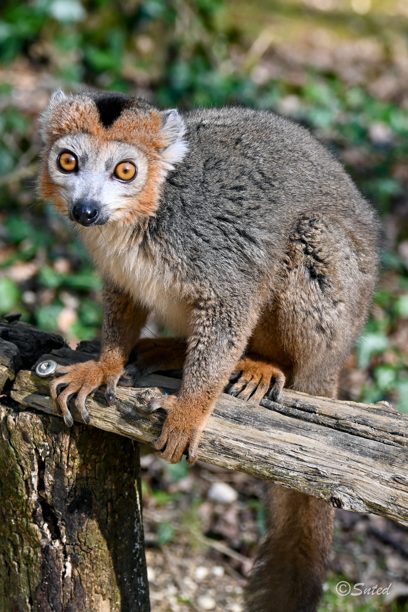 Lémur couronné