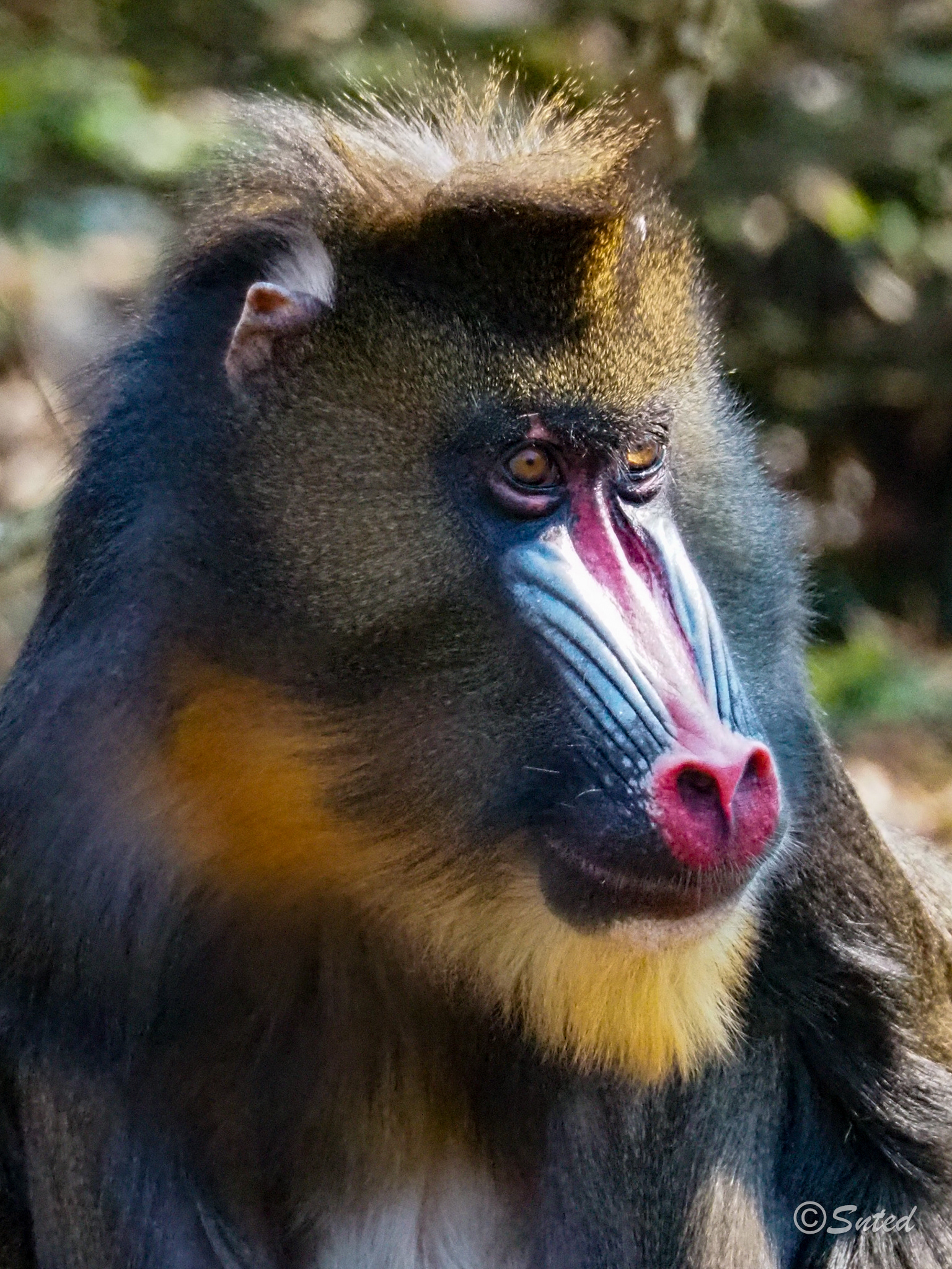 Mandrill